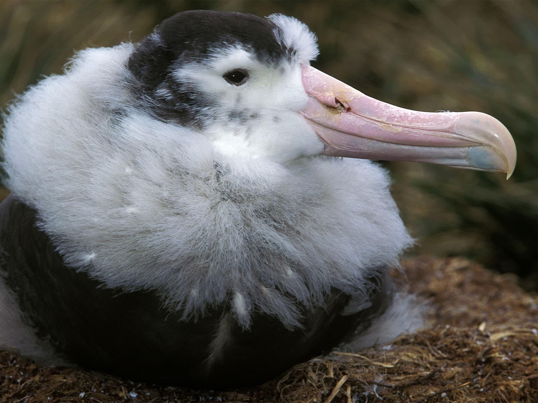 Juvenile Royal Albatross