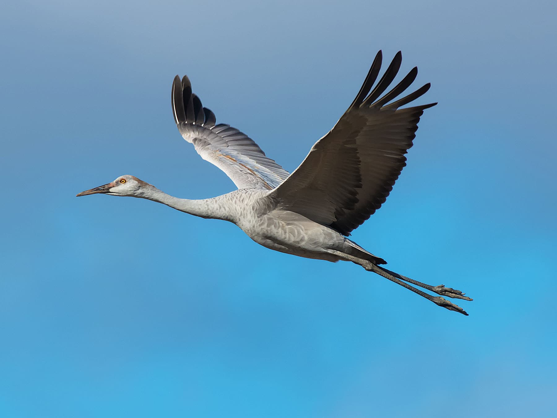 Juvenile sandhill crane flight