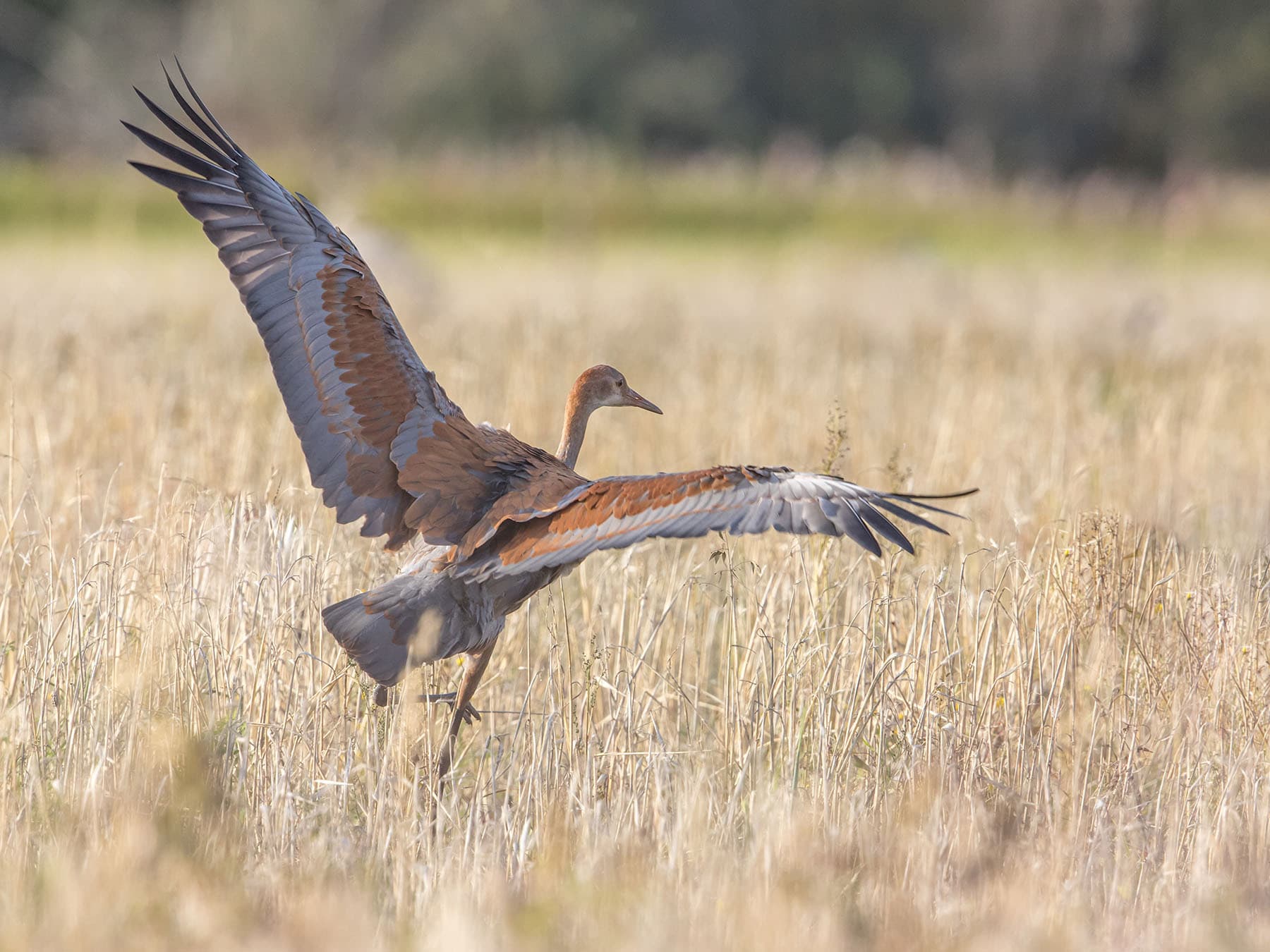 Juvenile sandhill crane taking off
