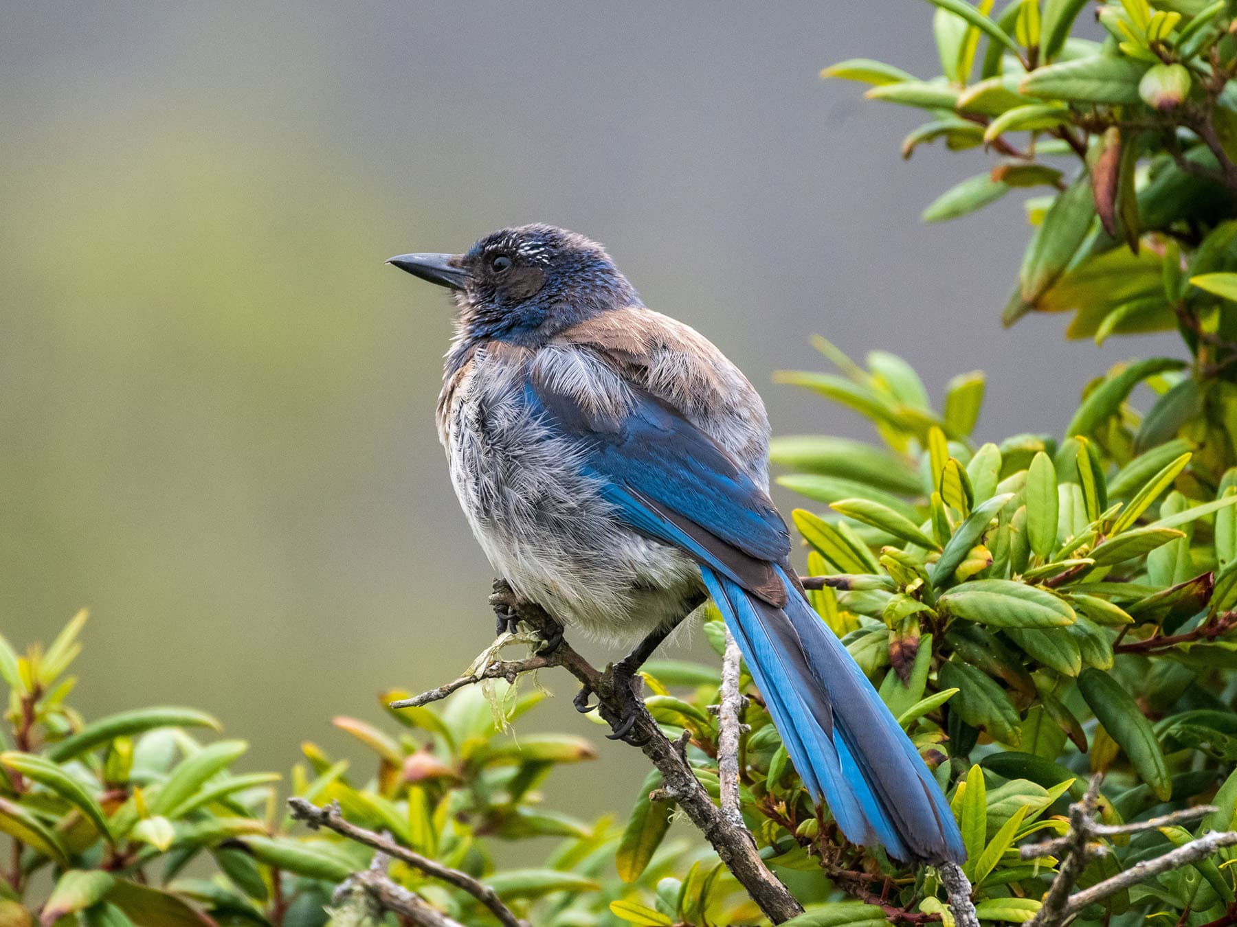 Juvenile scrub jay