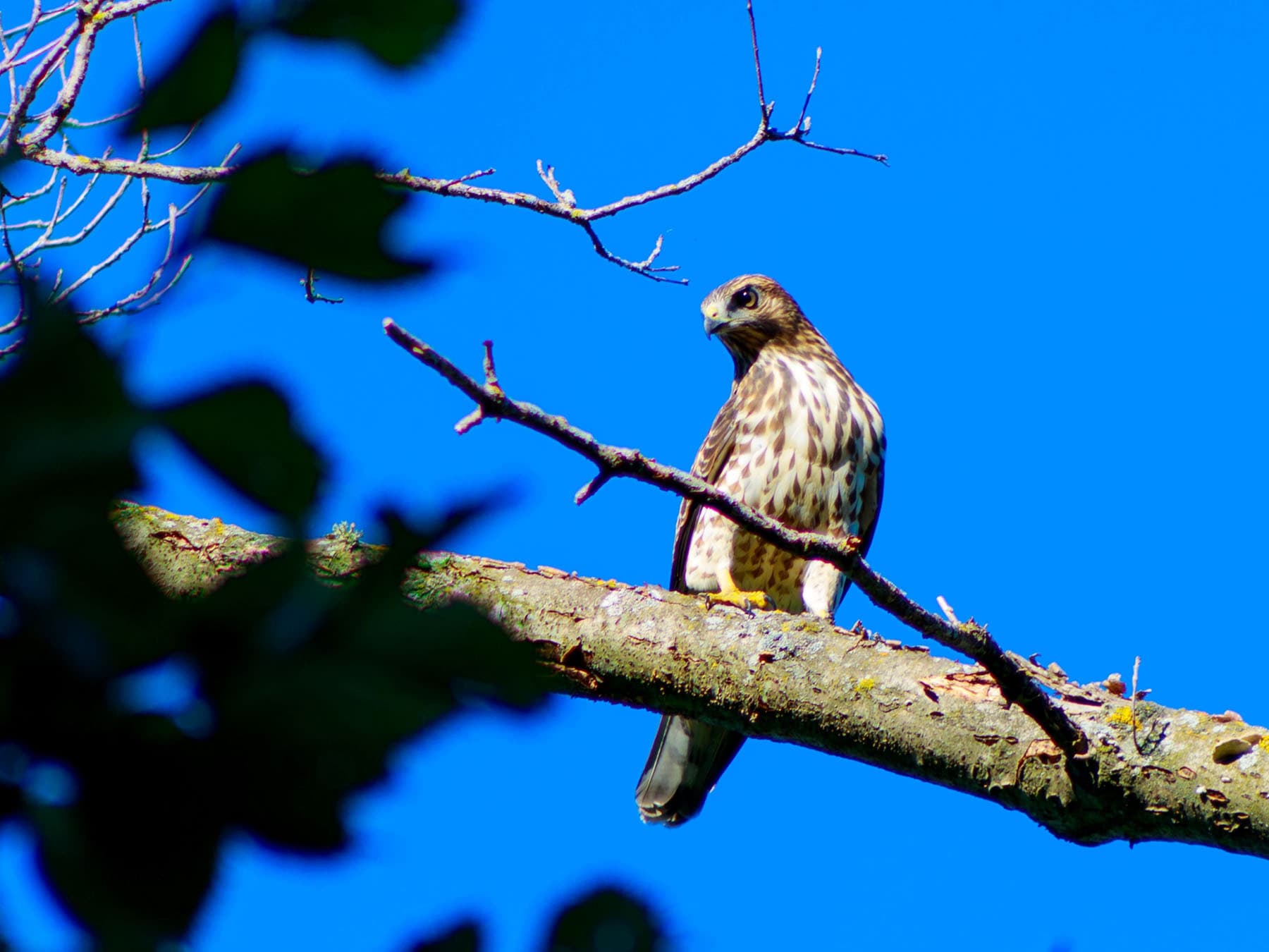 Juvenile sharp shinned hawk in tree