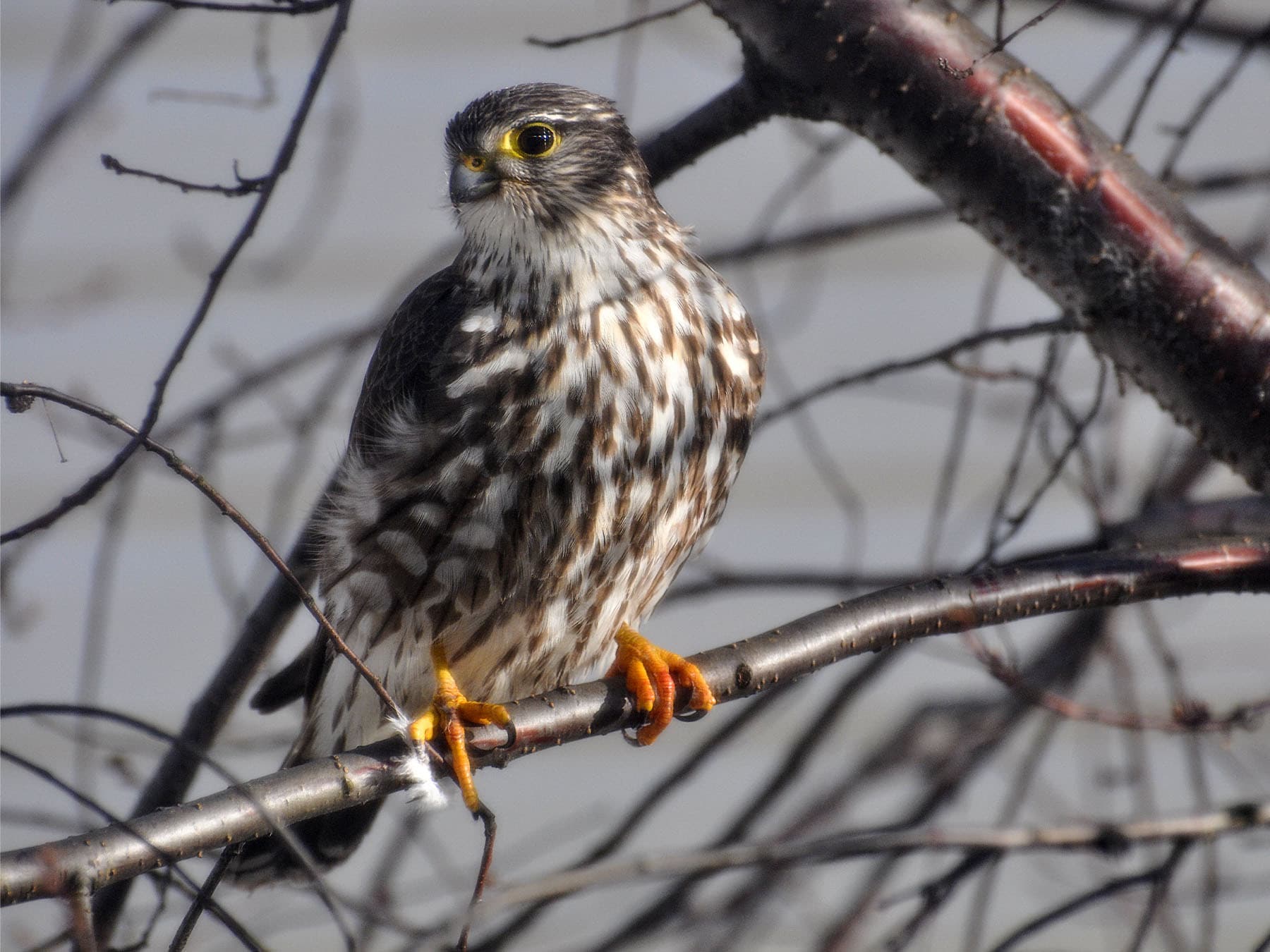 Juvenile Sharp-shinned Hawk