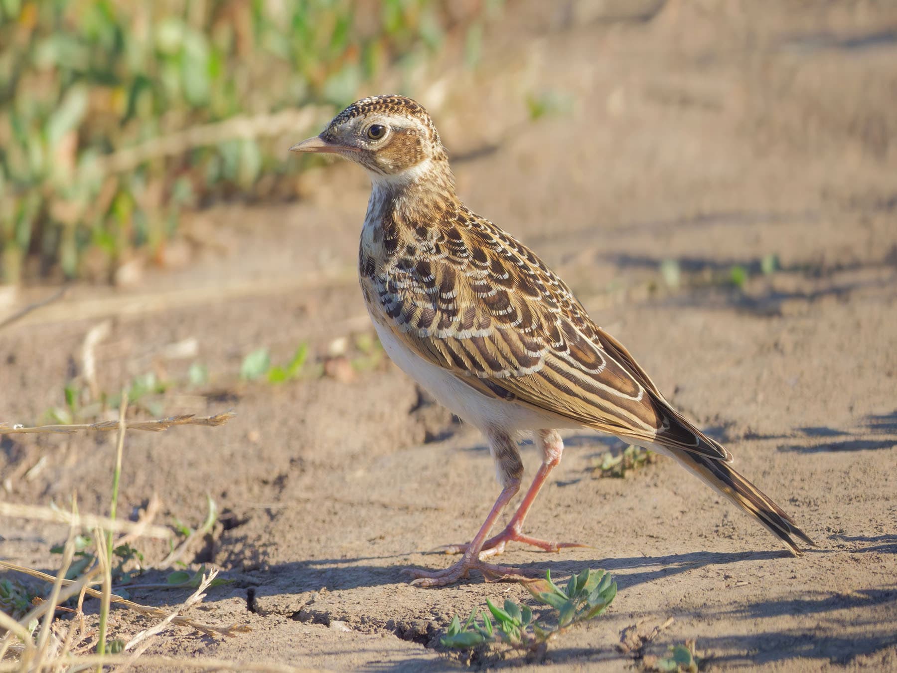 Juvenile Skylark
