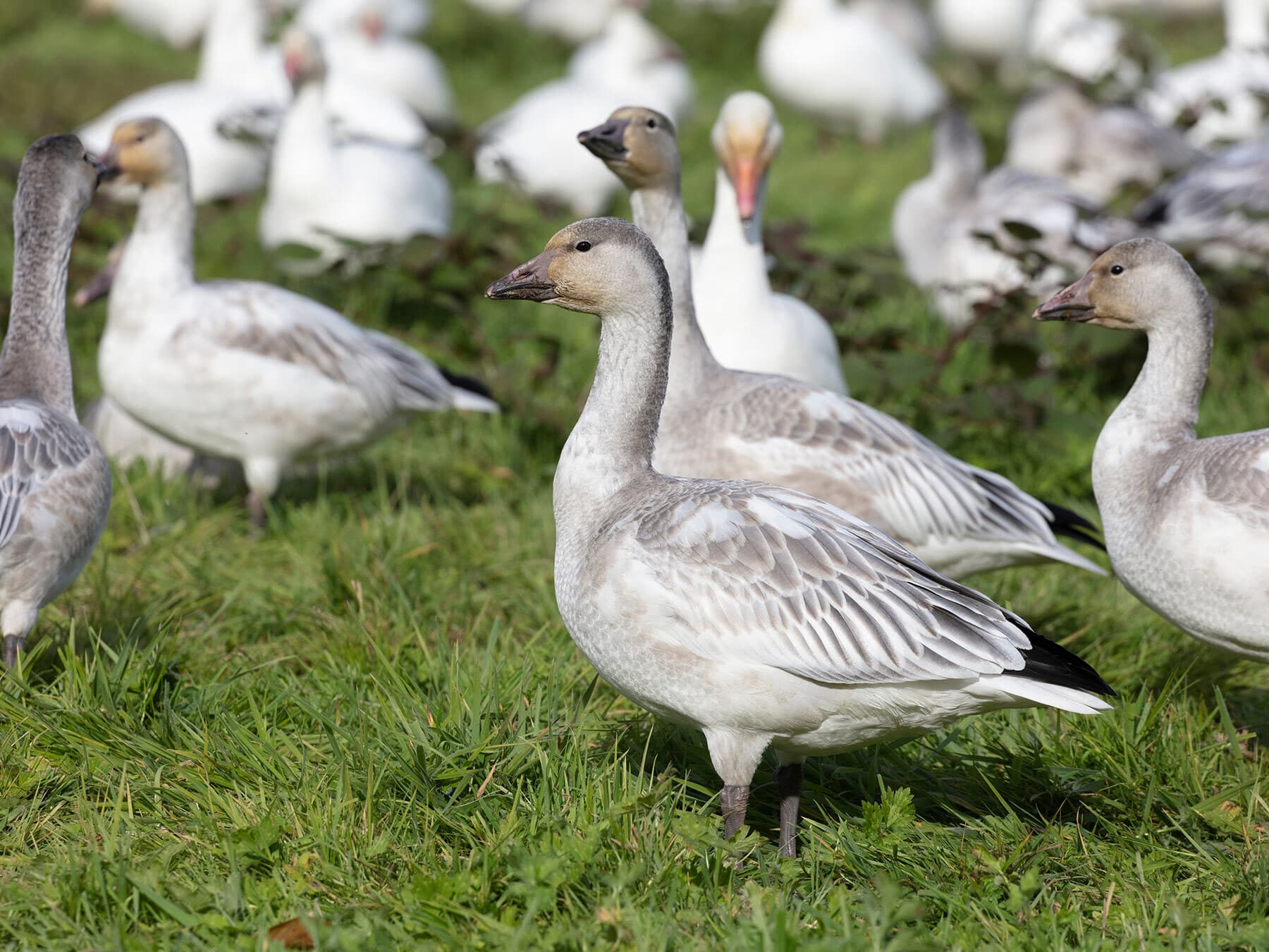 Juvenile snow geese
