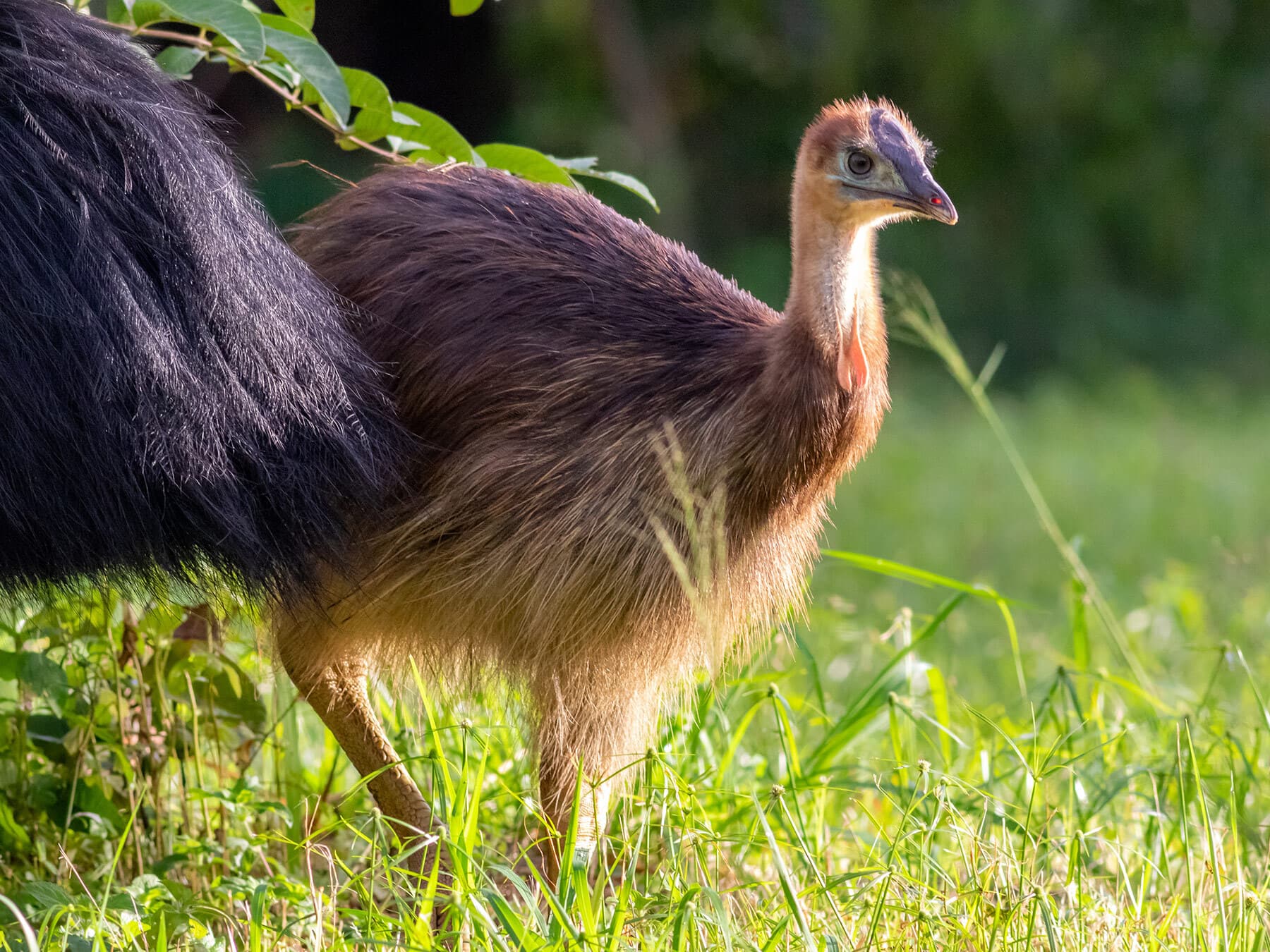 Juvenile southern cassowary