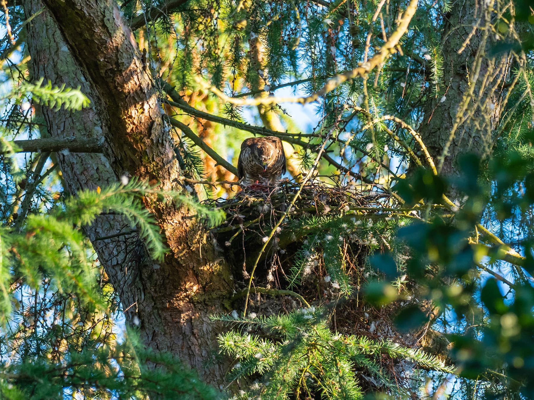 Juvenile sparrowhawk in nest