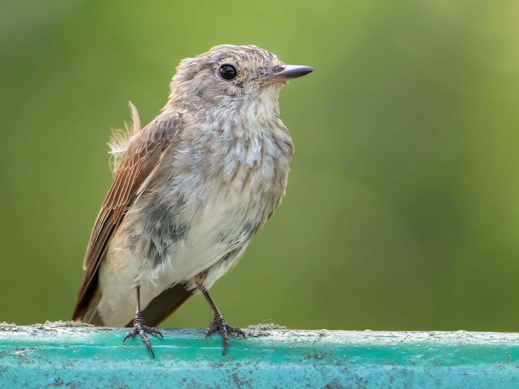 Juvenile Spotted Flycatcher