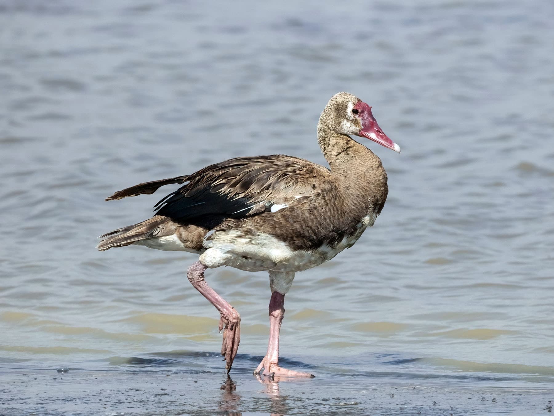 Juvenile Spur-winged Goose