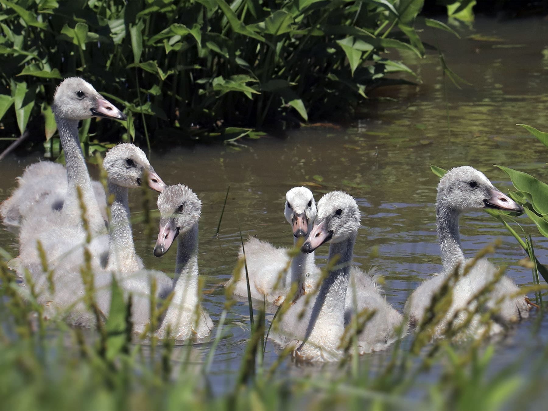Six Trumpeter Swan Cygnets swimming in a river