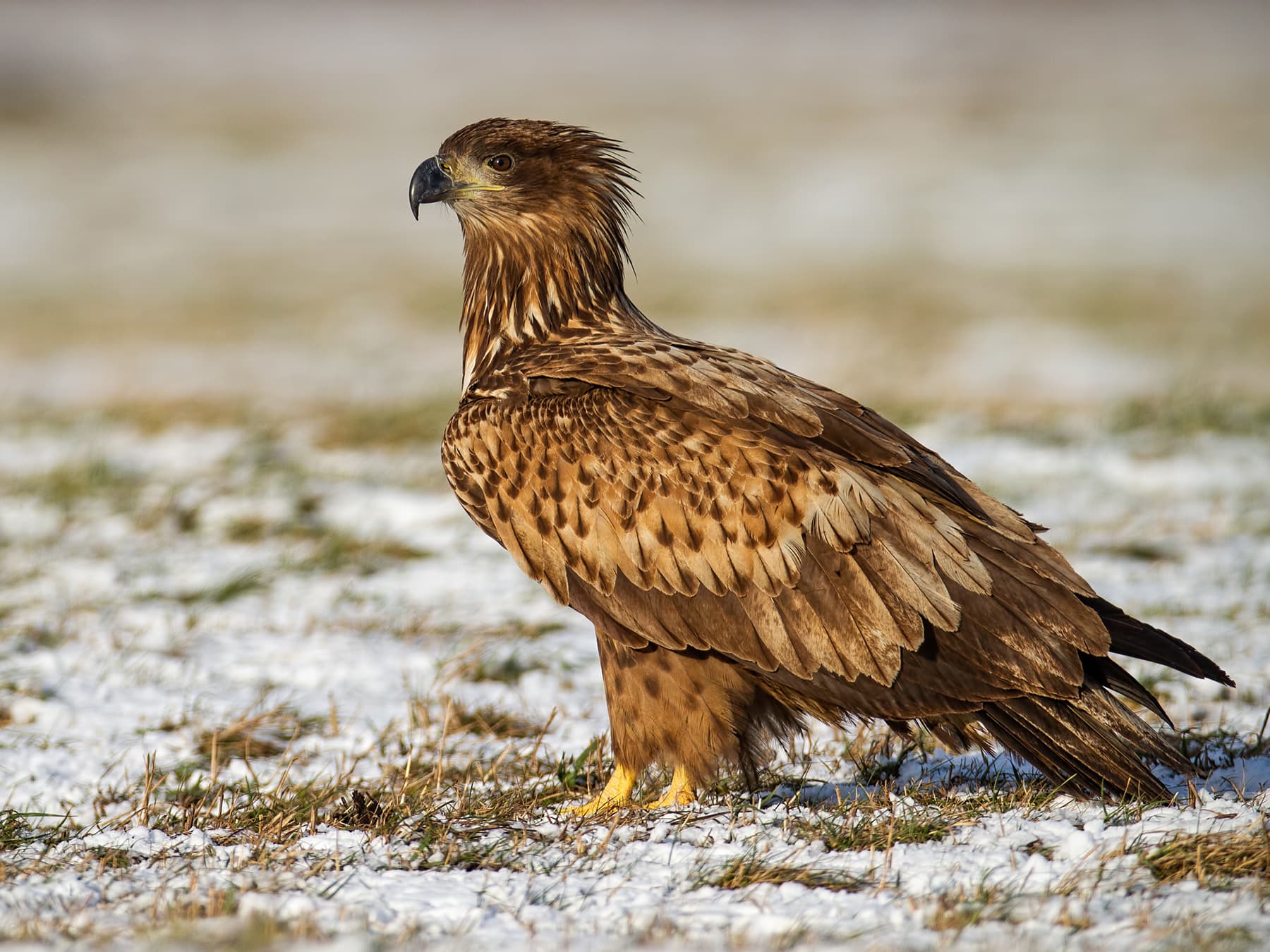 Juvenile White-tailed Eagle