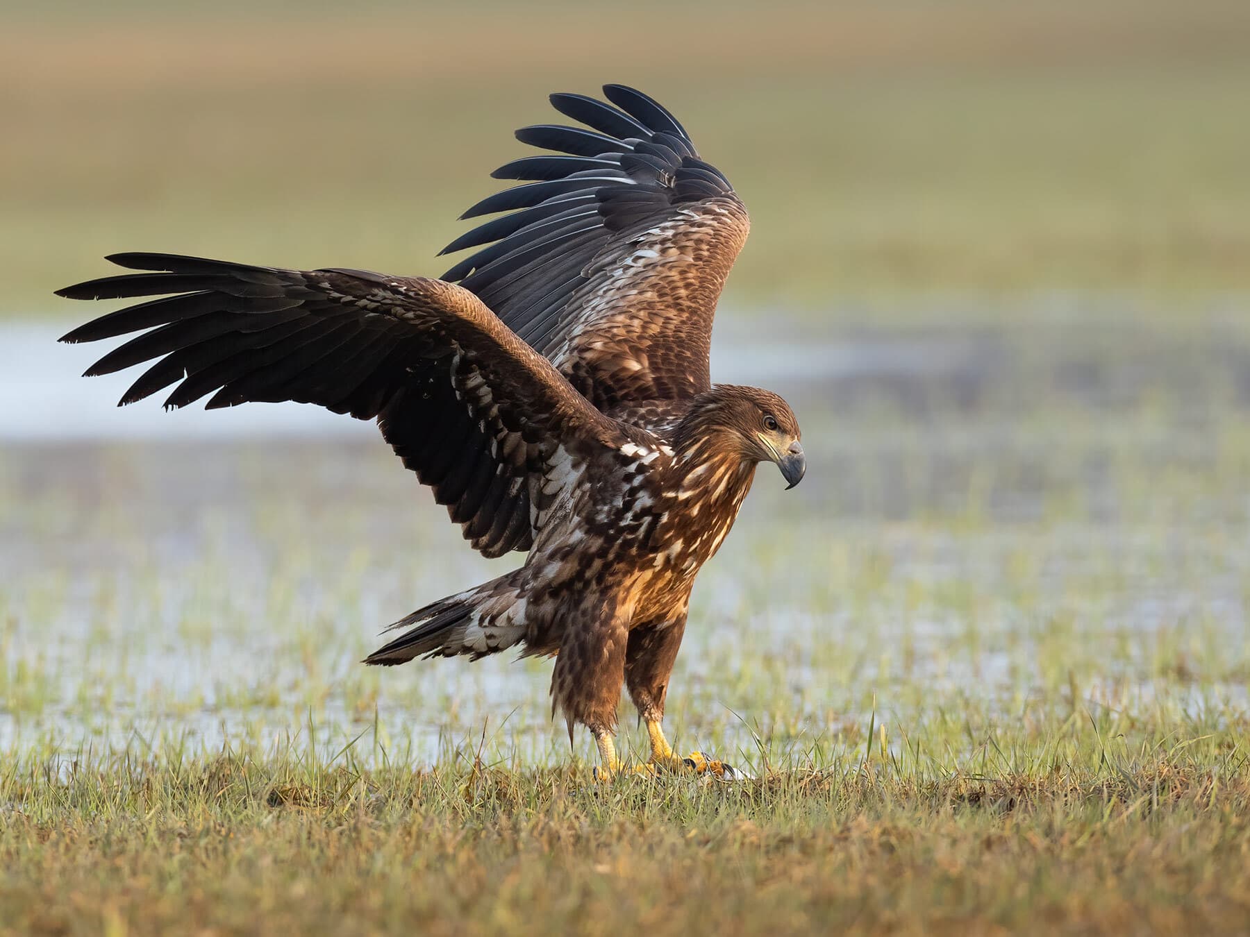 Juvenile white tailed eagle