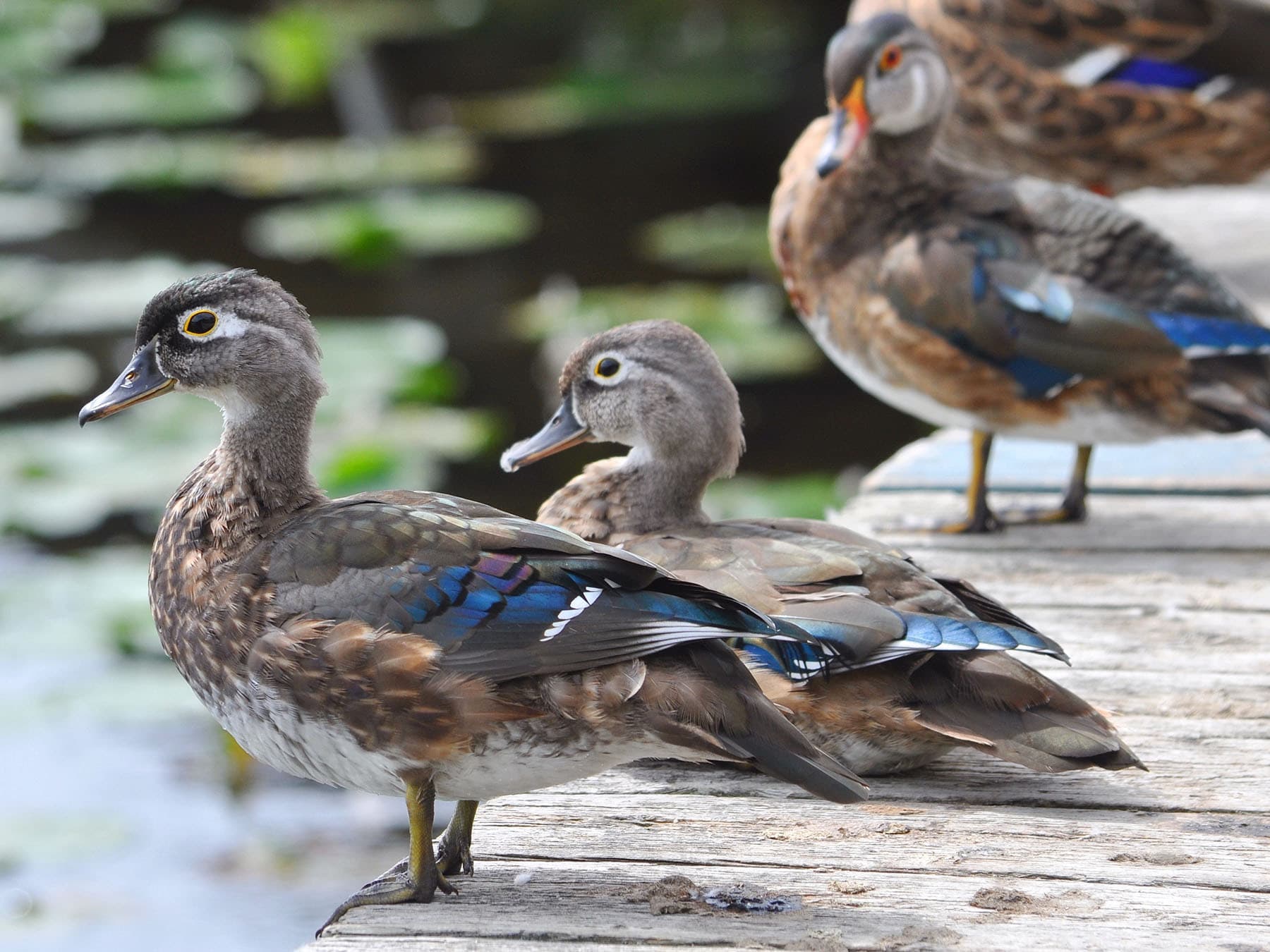 Juvenile wood duck transitions