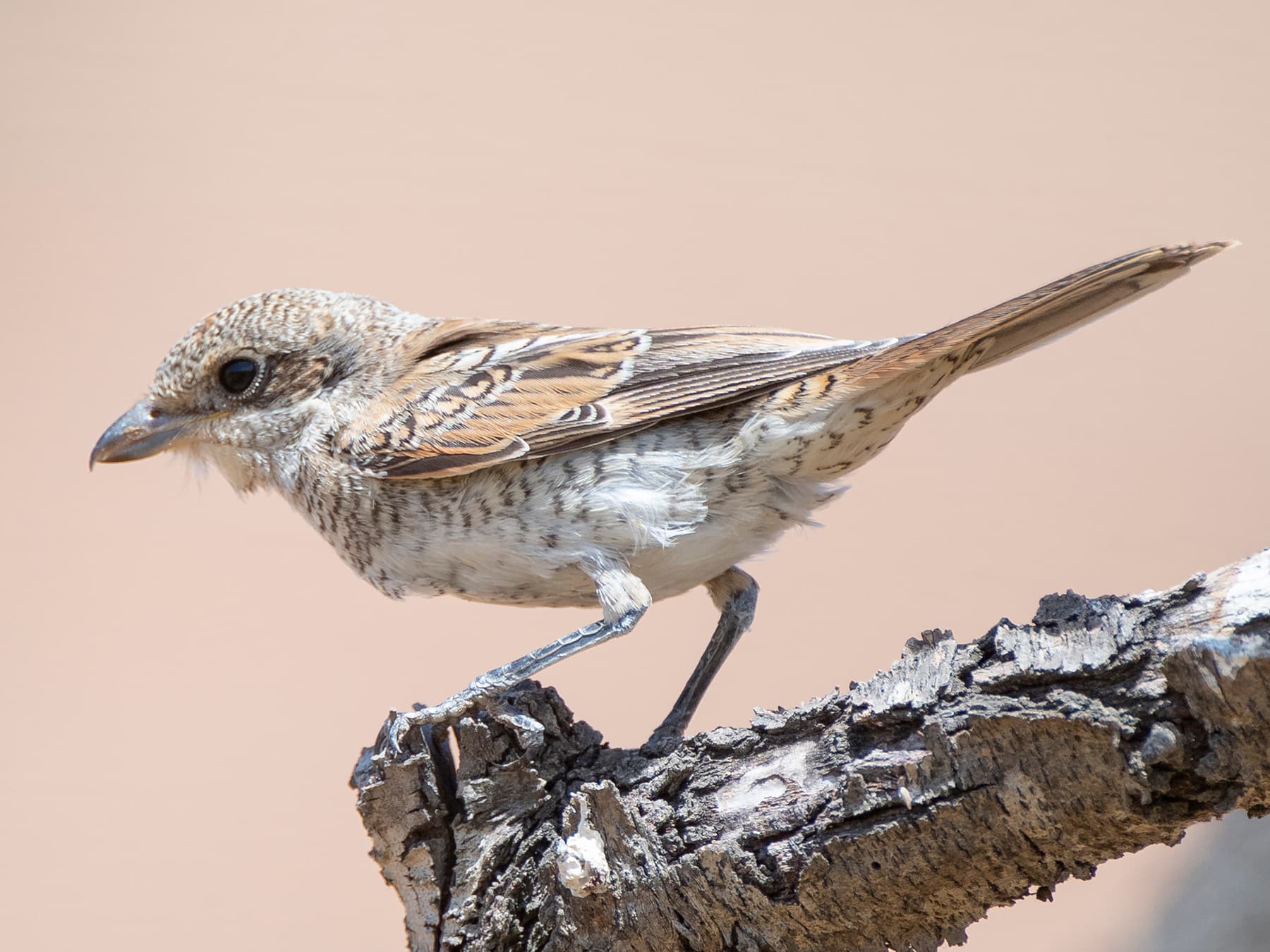 Juvenile Woodchat Shrike