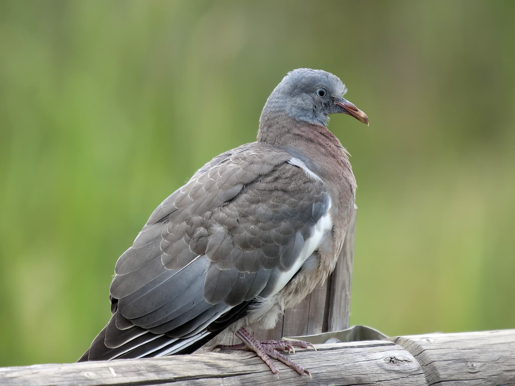 Juvenile Woodpigeon