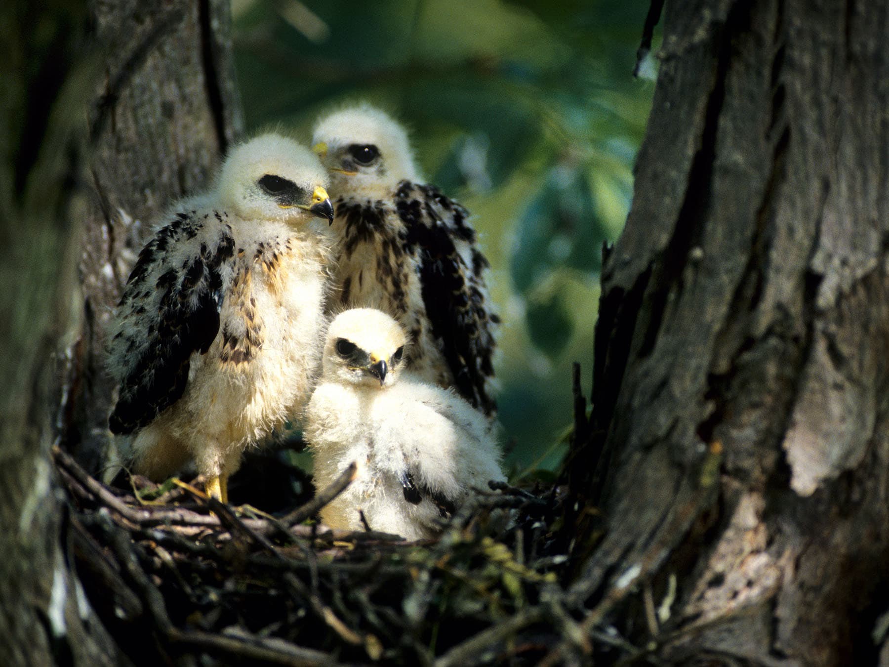 Juvenile Broad-winged Hawks