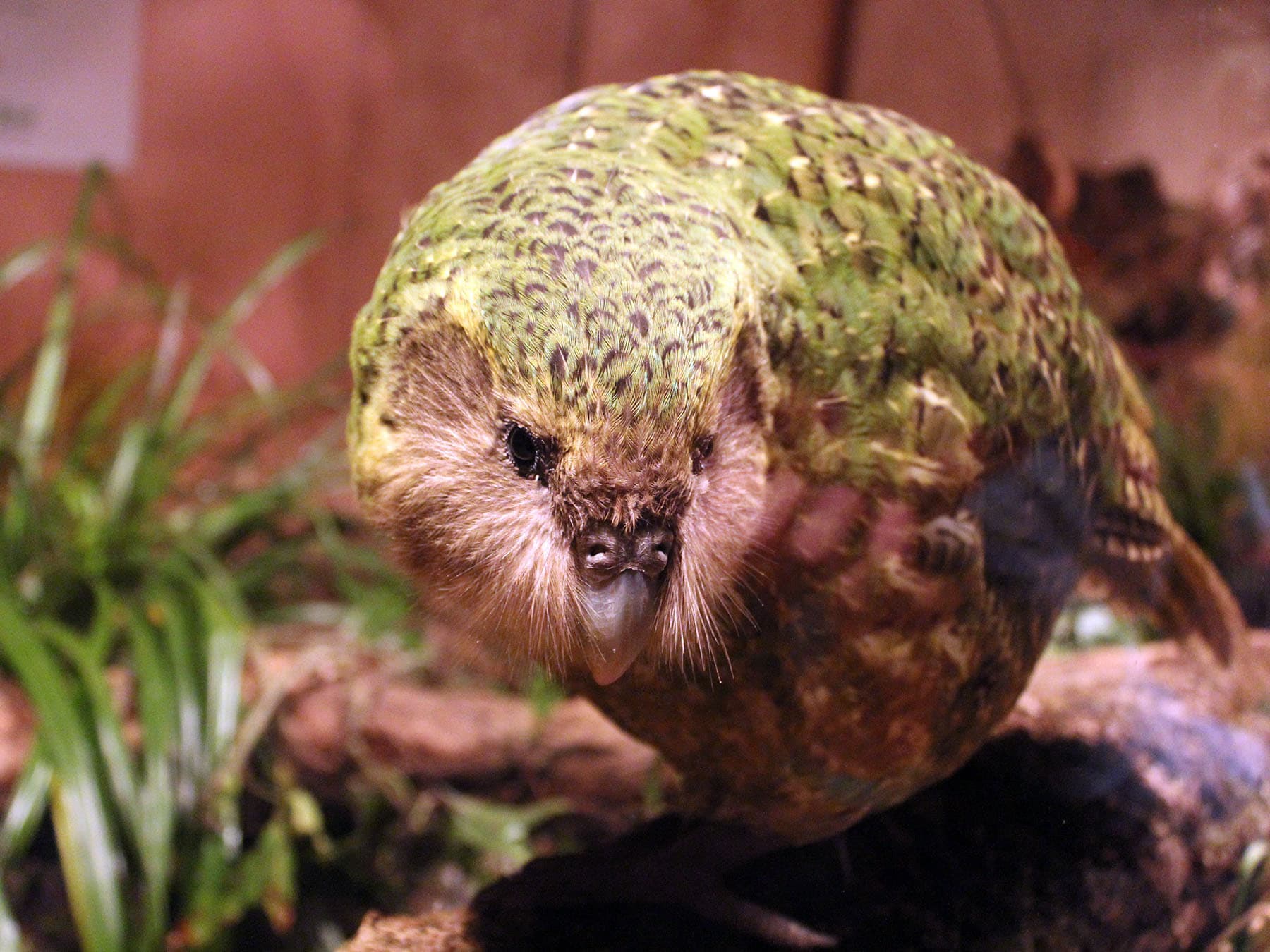 Kakapo close-up