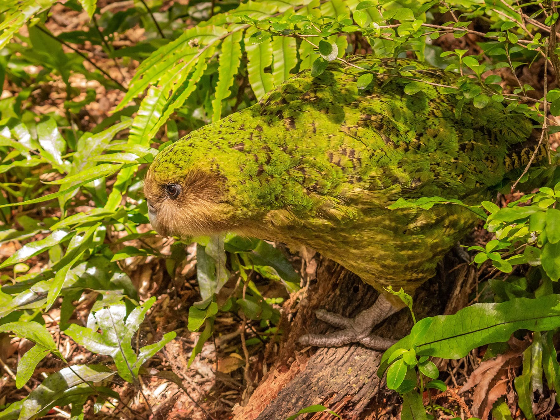 Kakapo camouflaged in vegetation