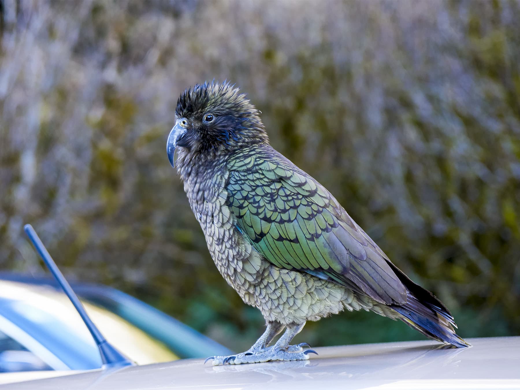 Kea on car roof