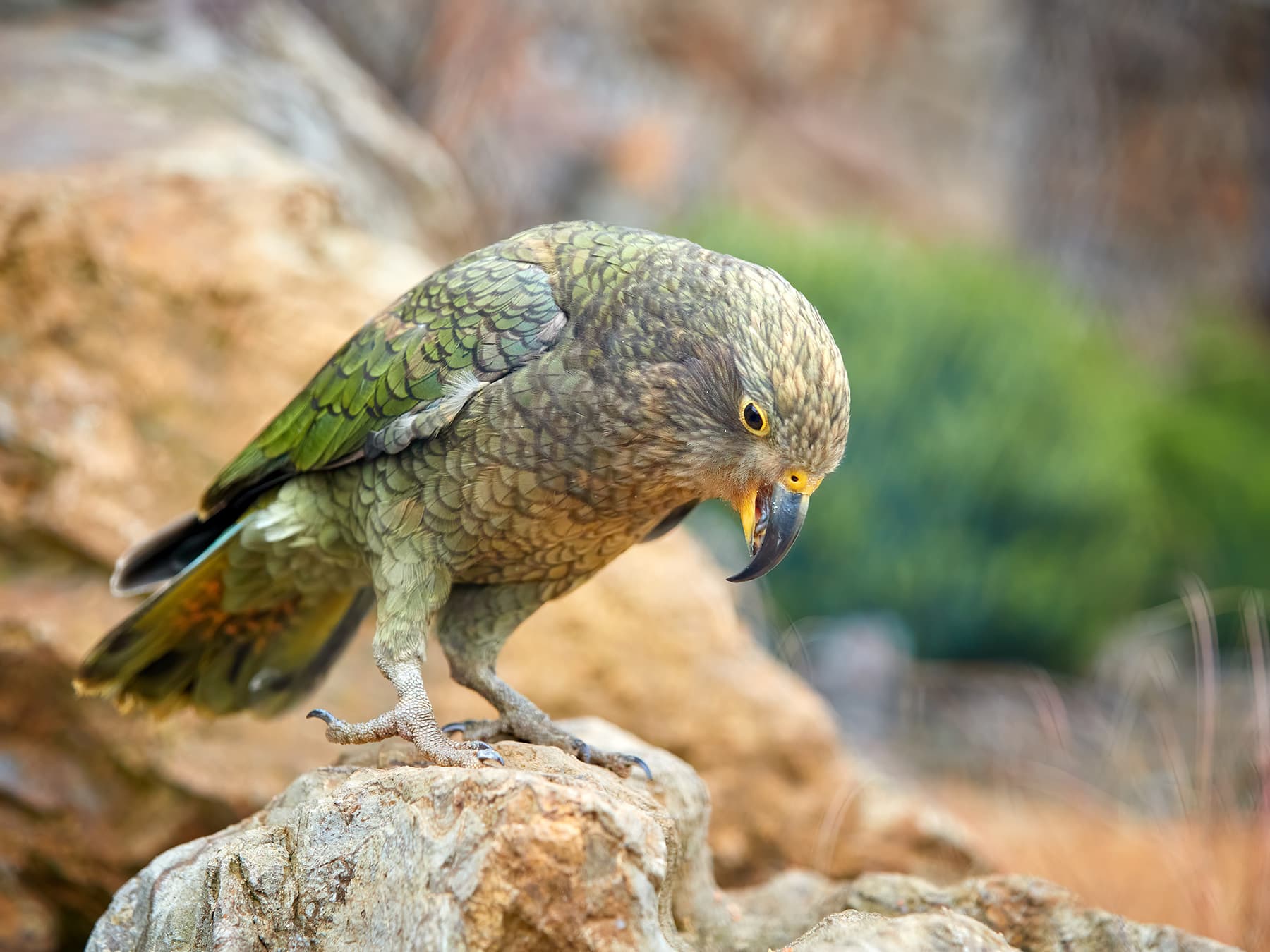 Kea sitting on rocks