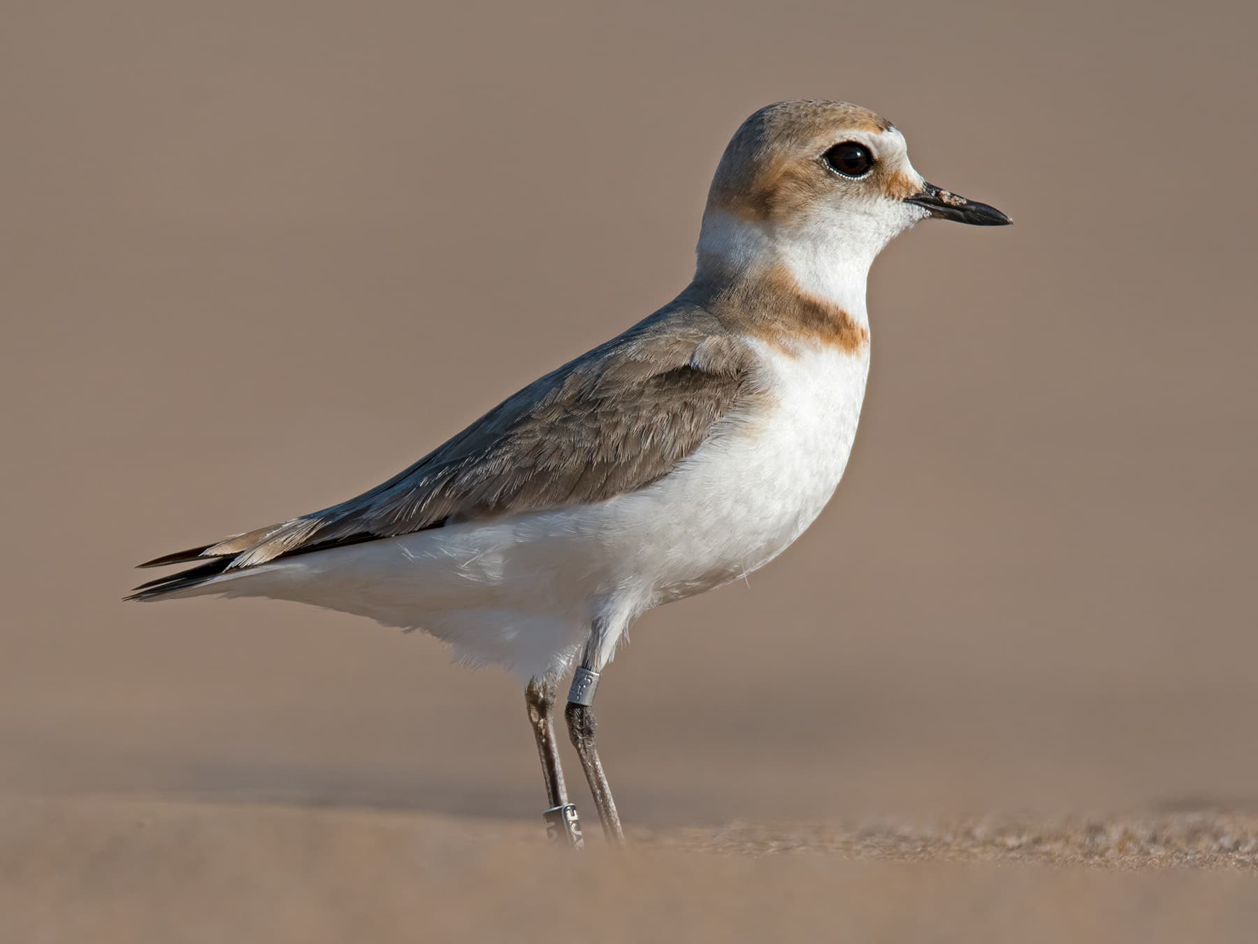 Female Kentish Plover