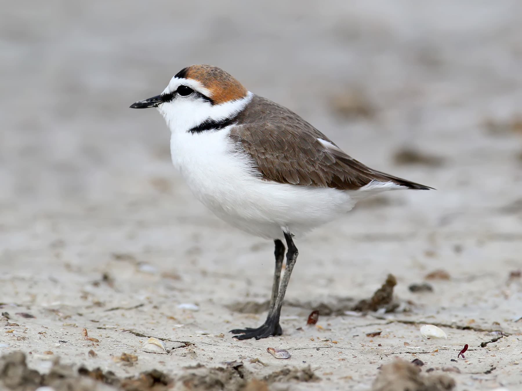 Kentish Plover