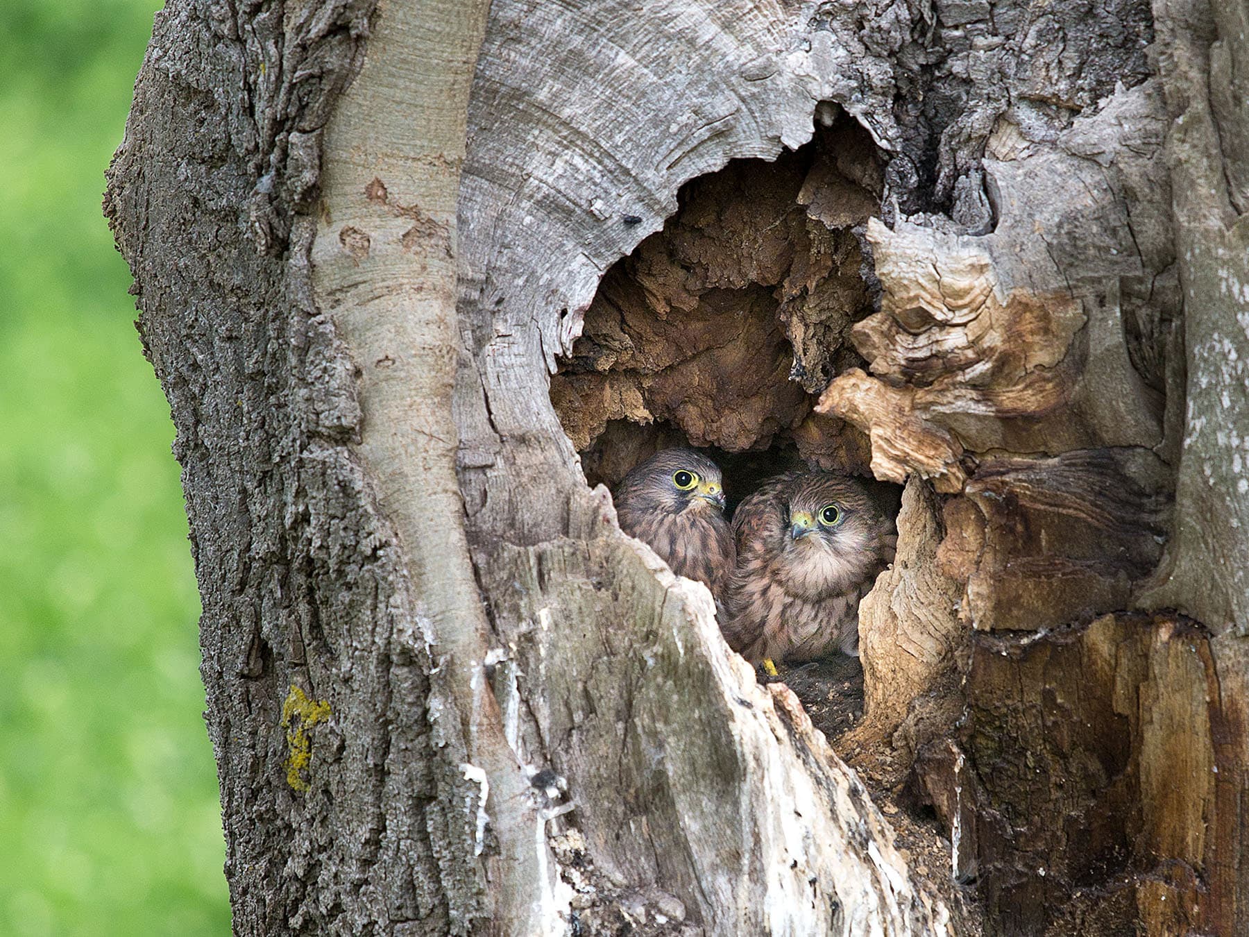 Kestrel chicks in nest