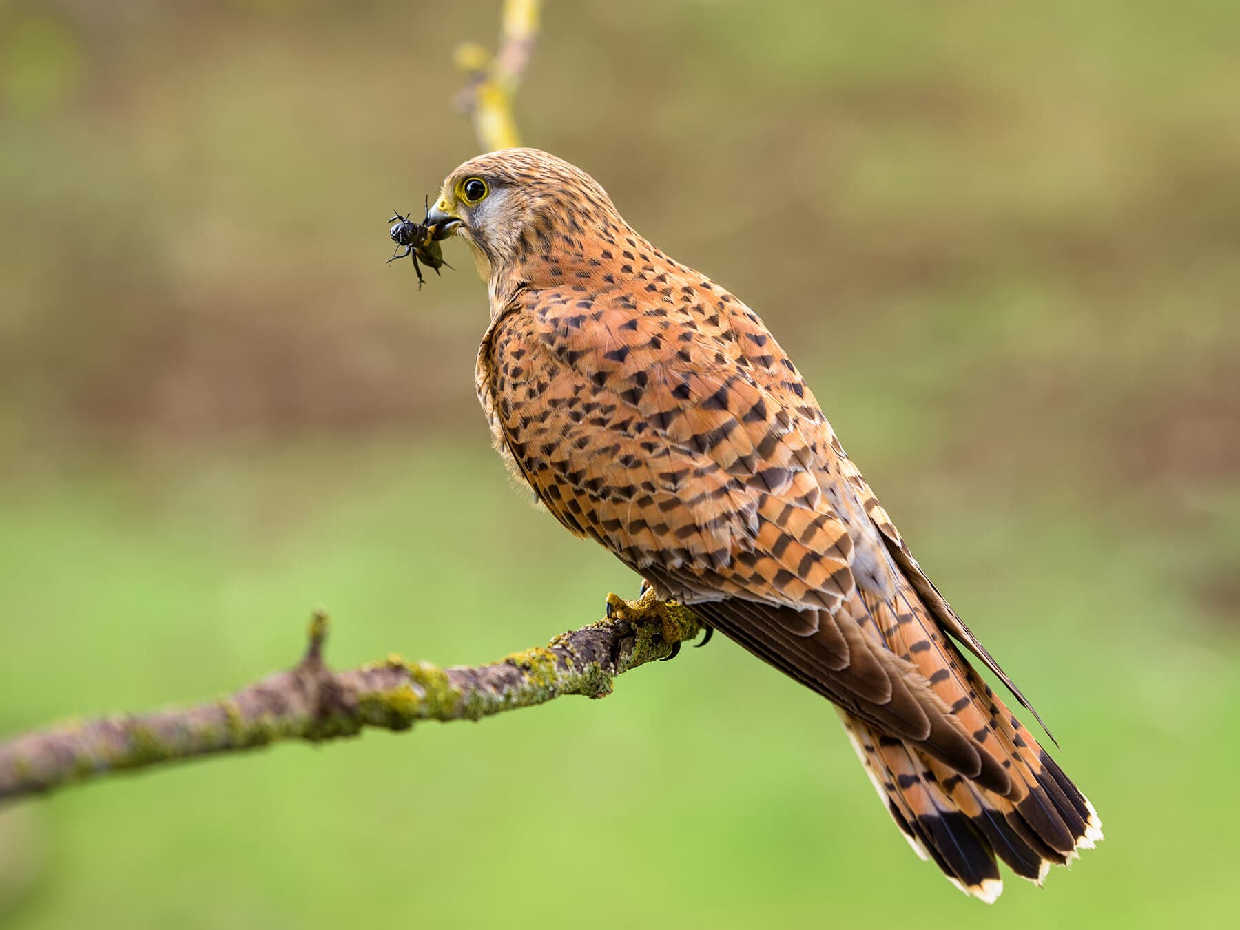 Kestrel eating insect