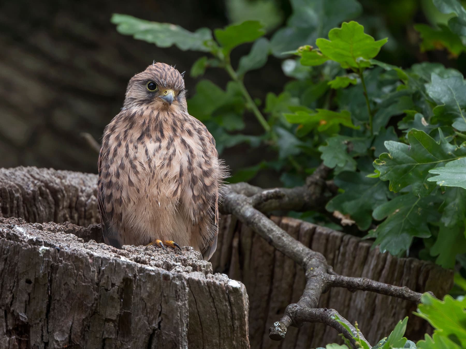 Kestrel fledgling