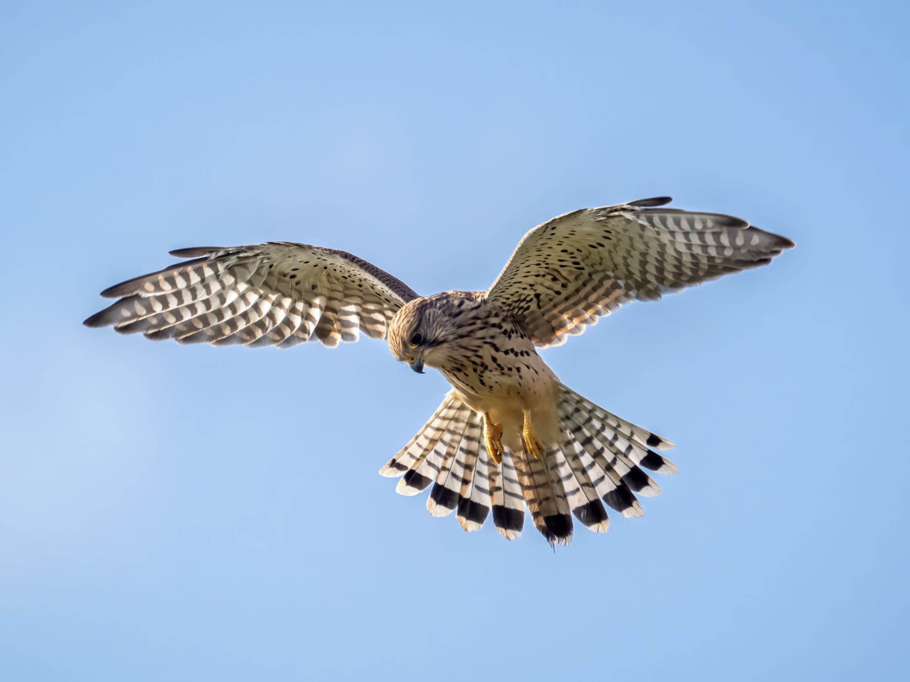 Kestrel hovering over prey