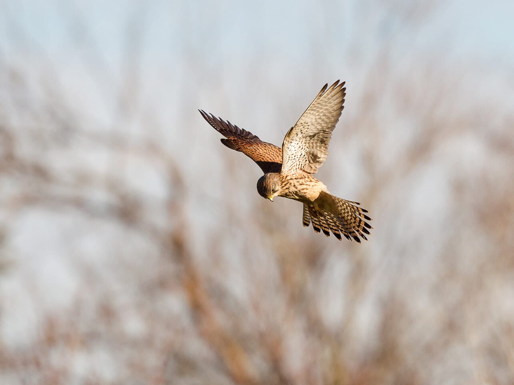 Kestrel hovering