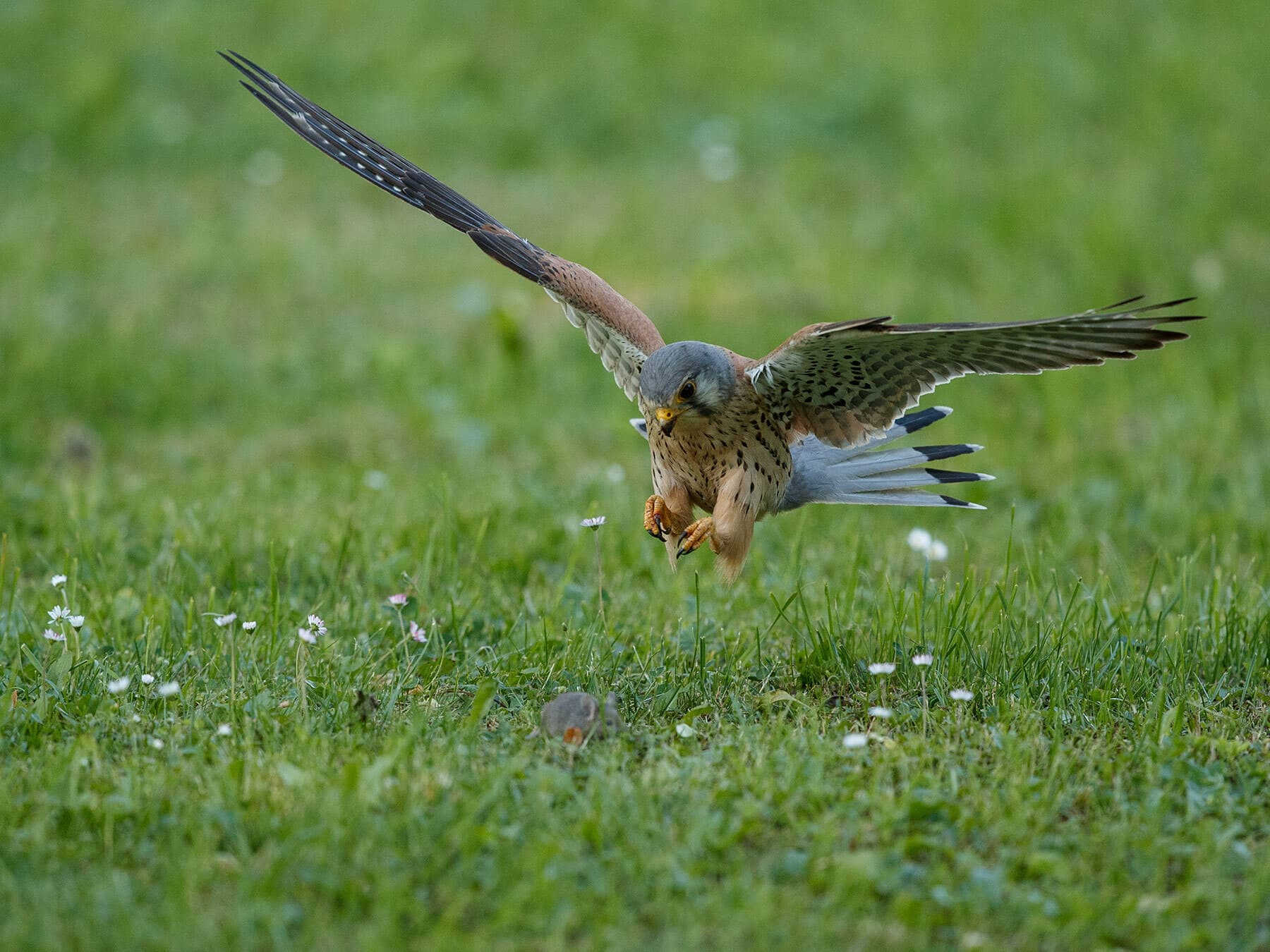 Kestrel hunting a mouse