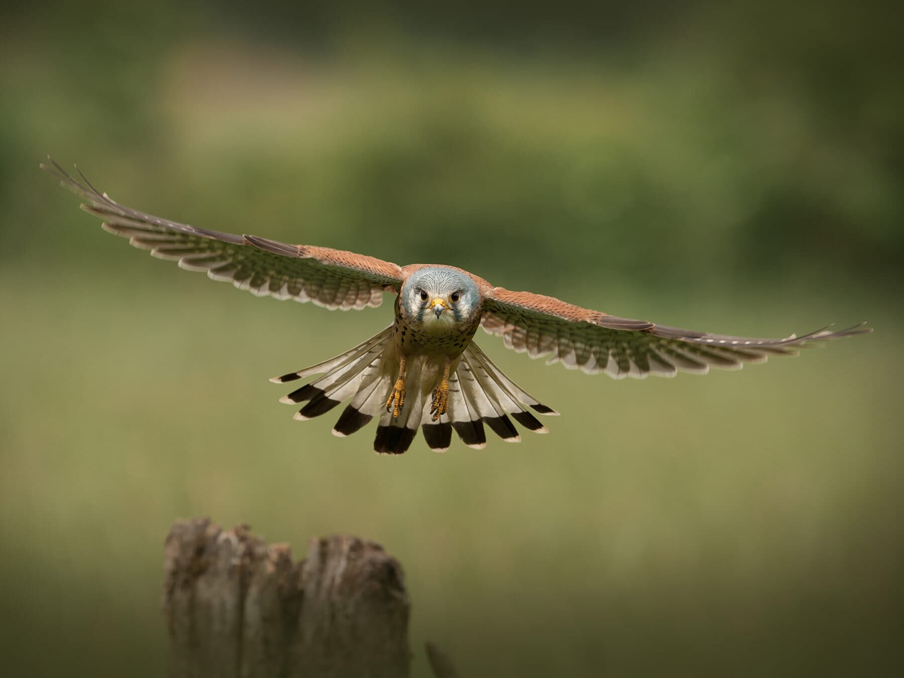 Kestrel in flight