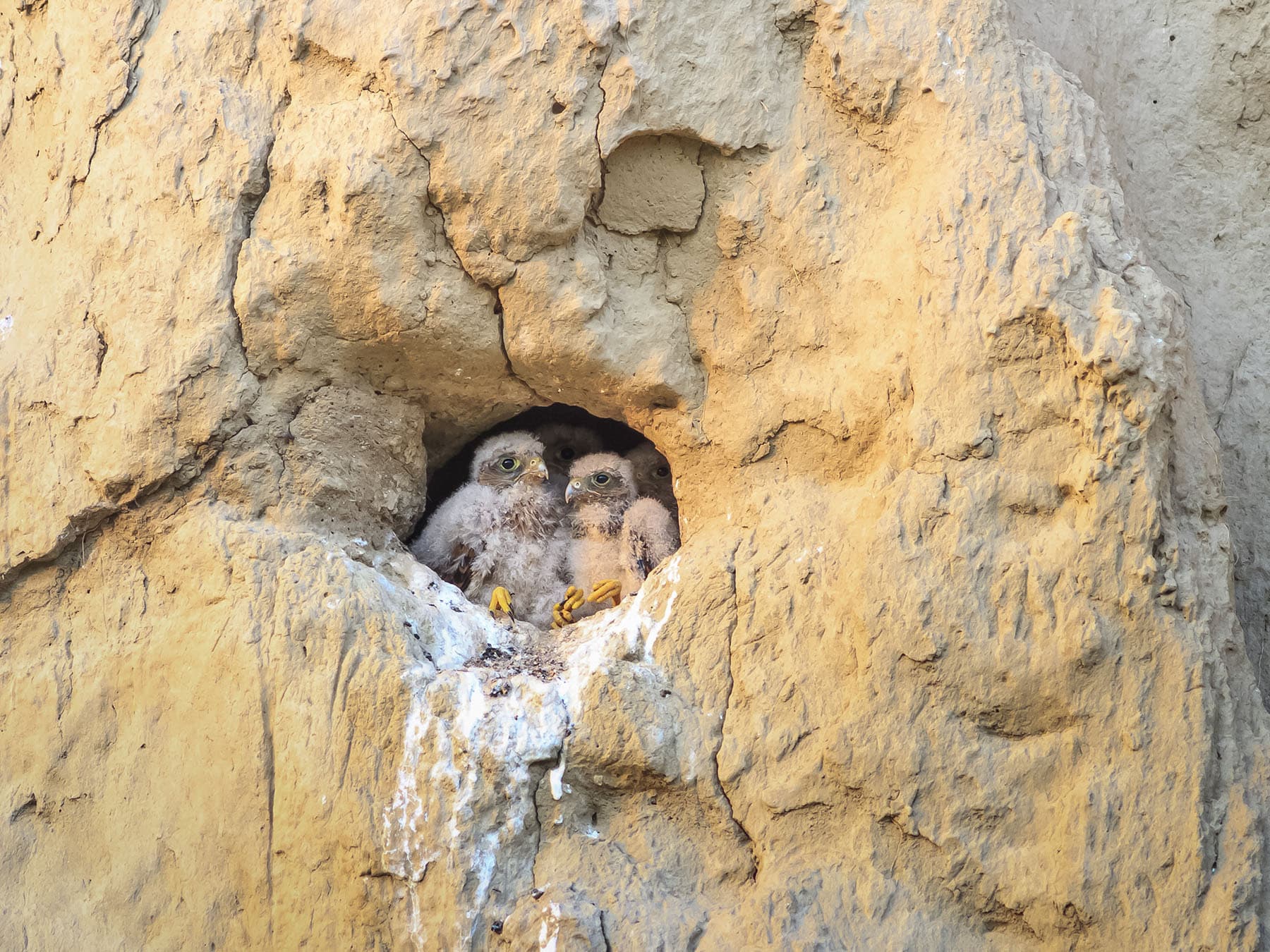 Kestrel nest in cliff
