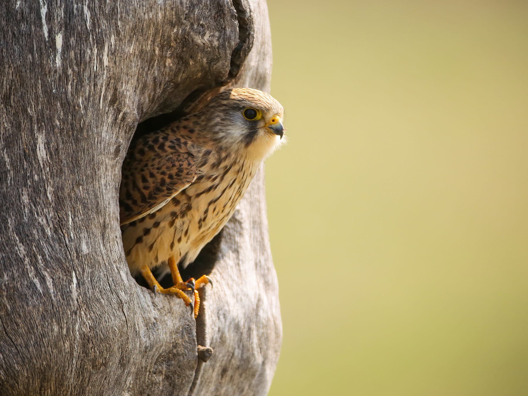 Kestrel Nesting in the UK