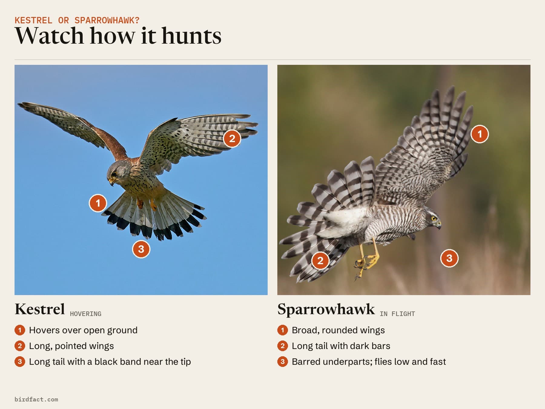 Comparison card, photos of a Kestrel (hovering) on the left and a Sparrowhawk (in flight) on the right, headed 'Watch how it hunts'. Kestrel: hovers over open ground; long, pointed wings; long tail with a black band near the tip. Sparrowhawk: broad, rounded wings; long tail with dark bars; barred underparts; flies low and fast.