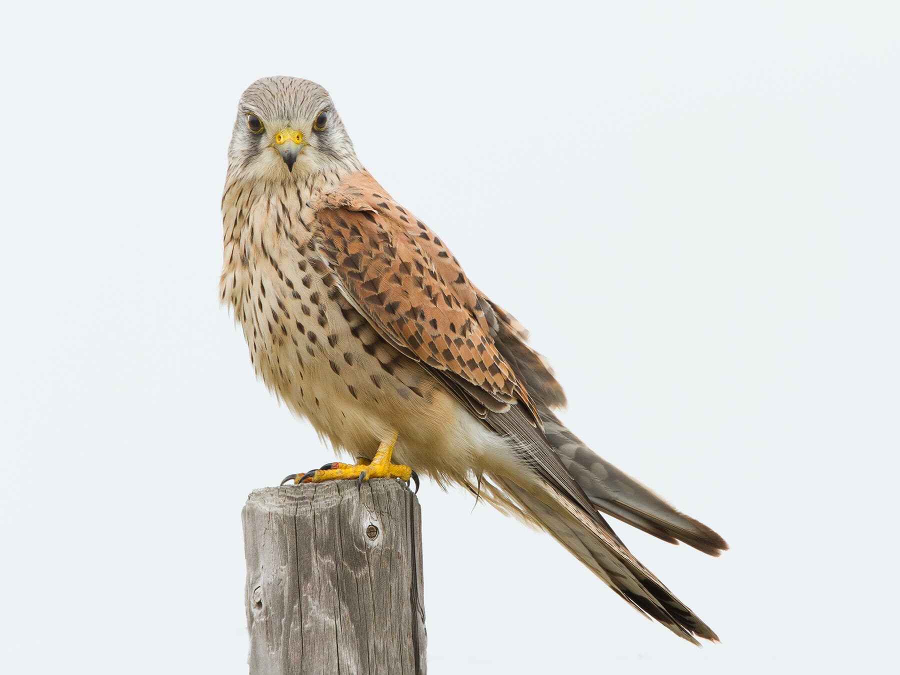 Kestrel
