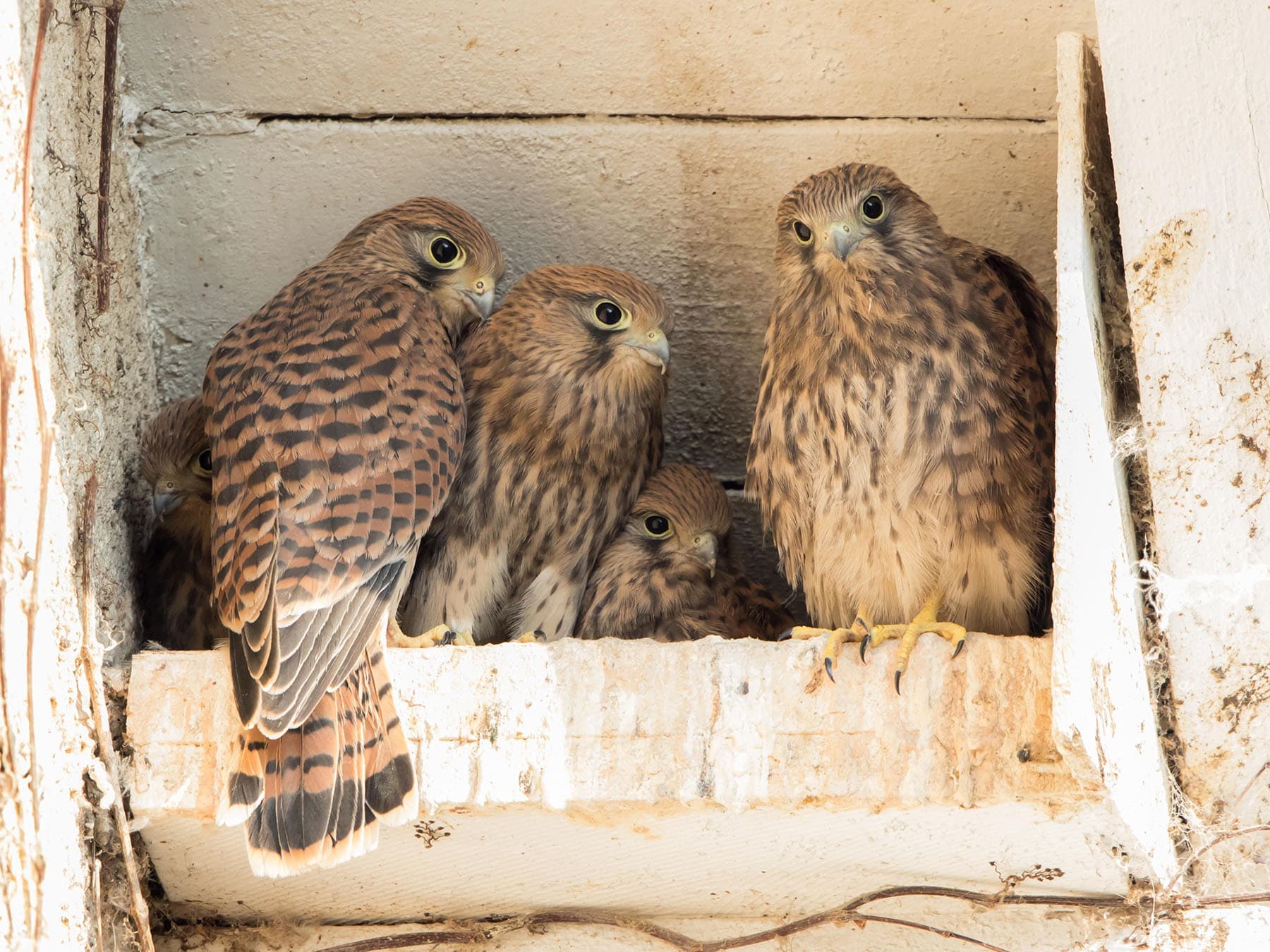 Kestrels in nest box