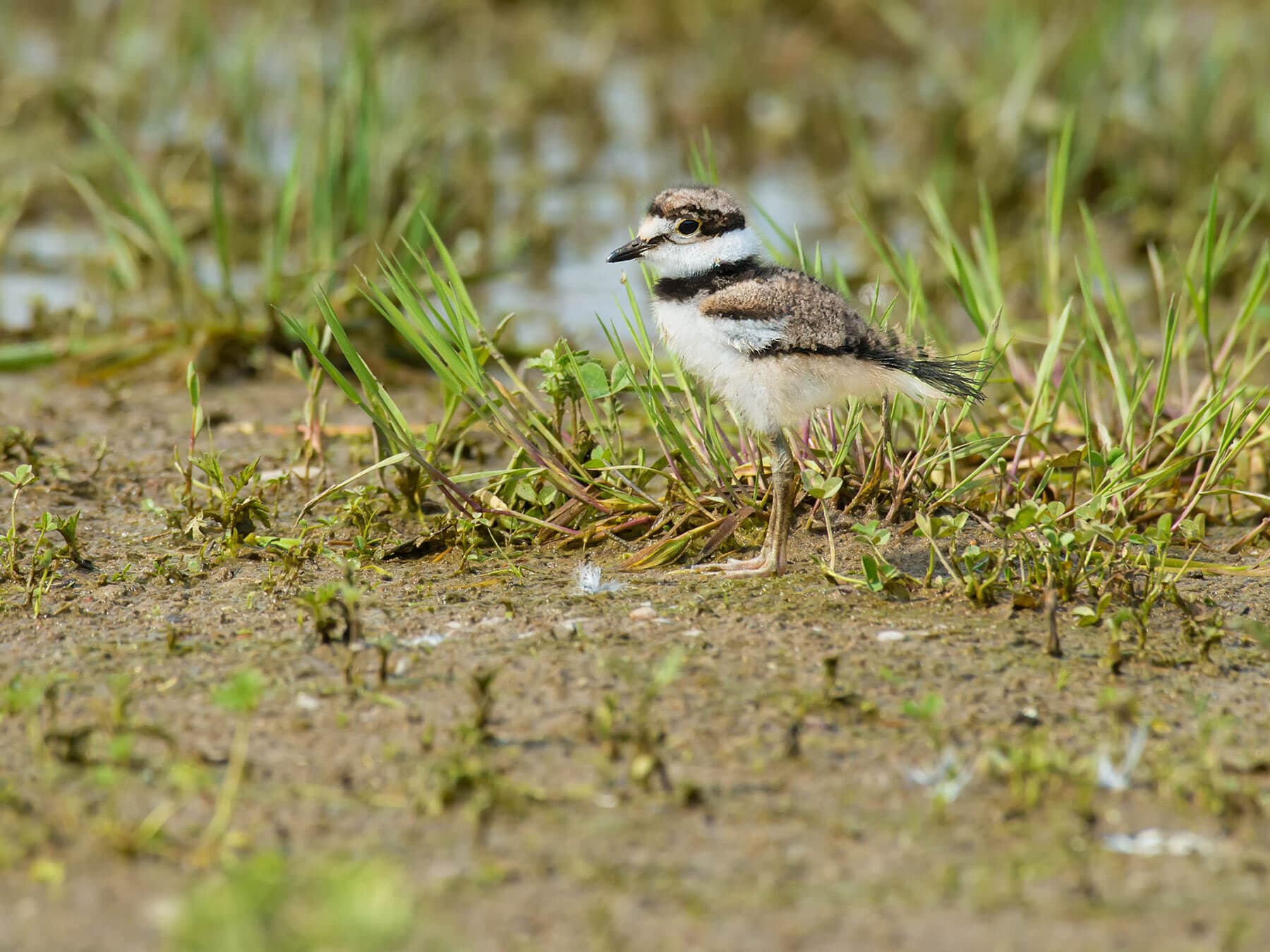 Killdeer chick walking