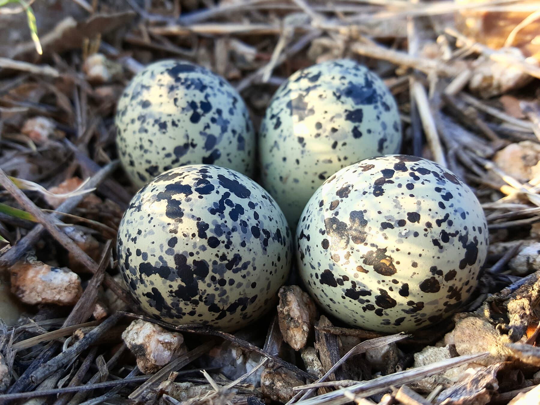 Killdeer eggs