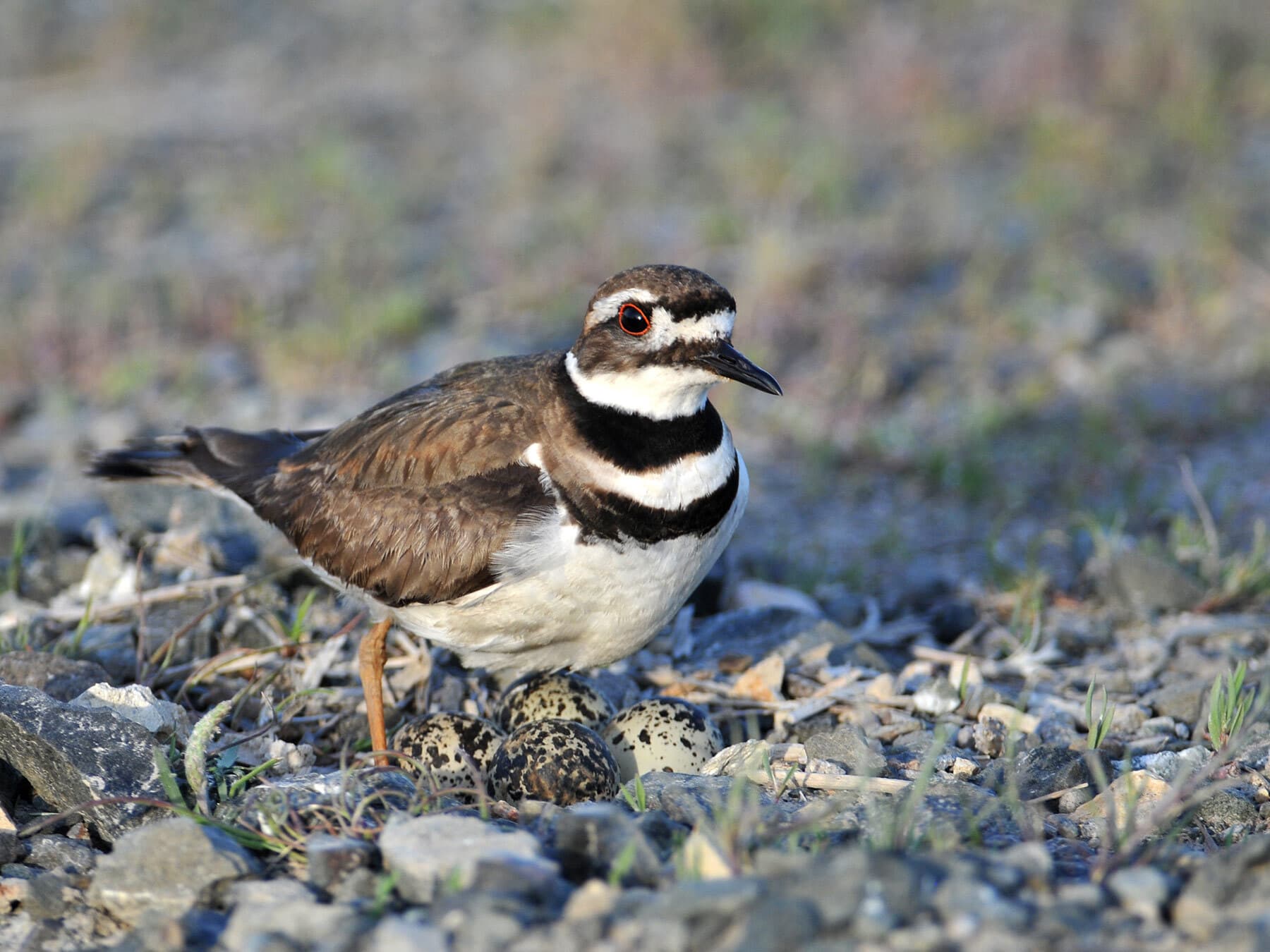 Killdeer protecting nest