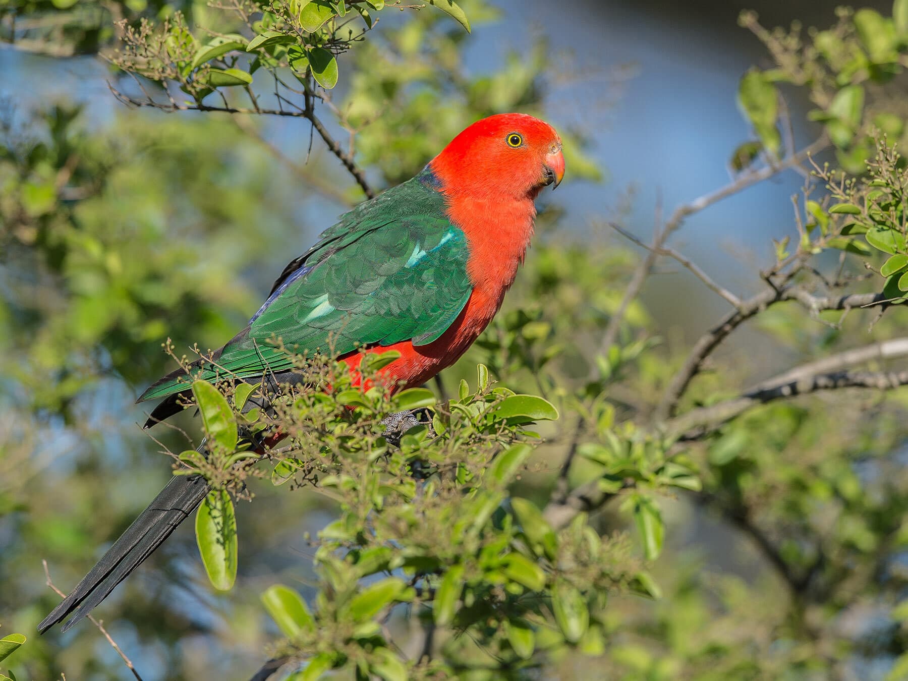 King parrot diet