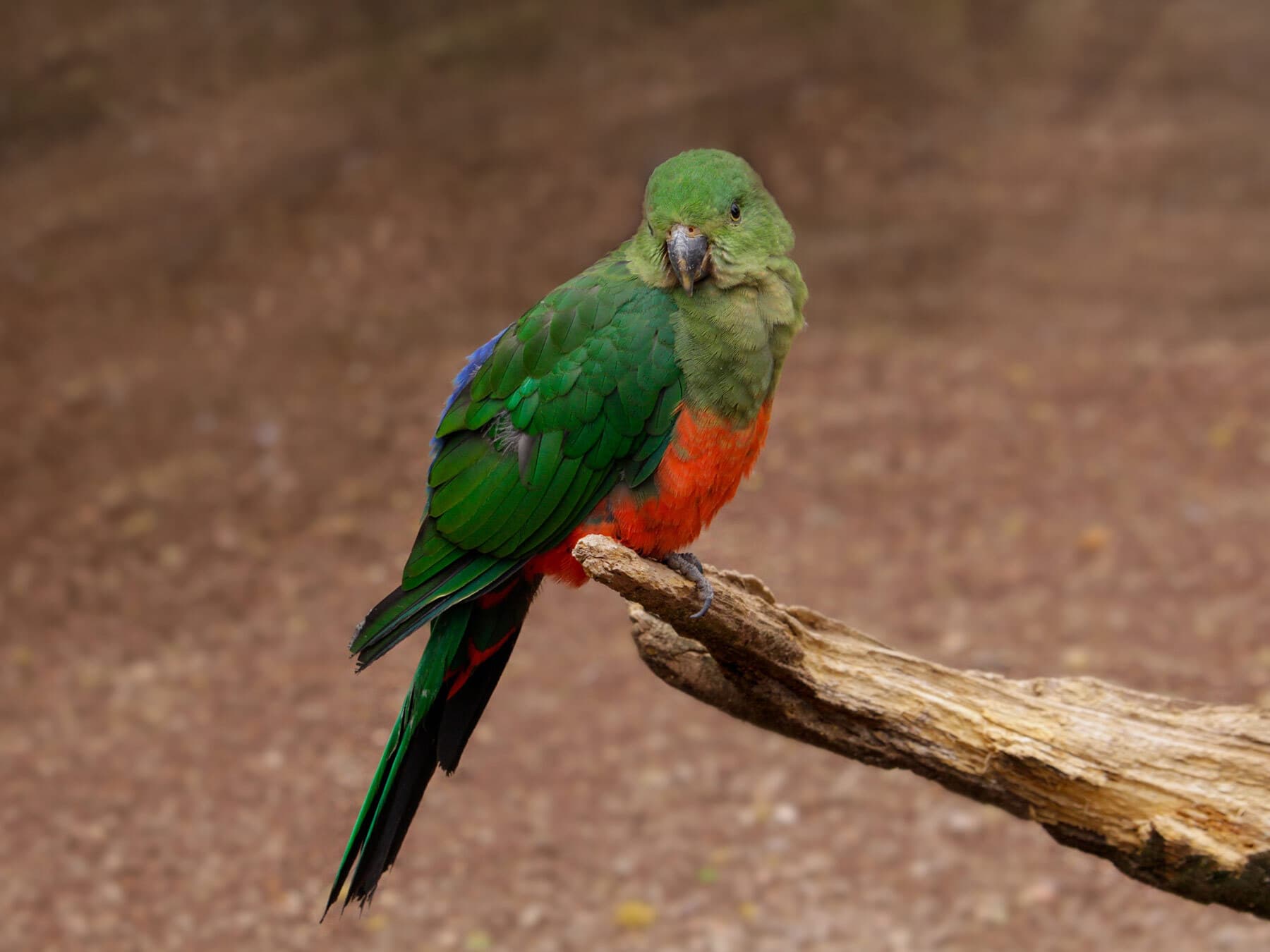 King parrot female