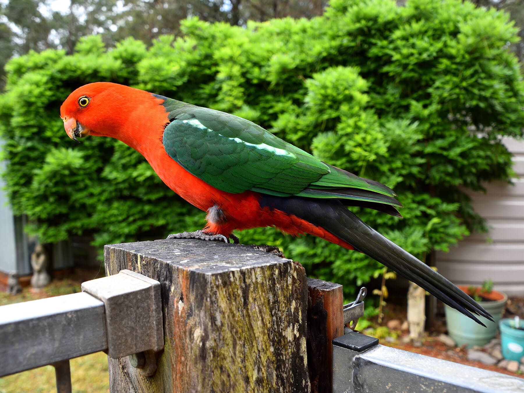 King parrot fence