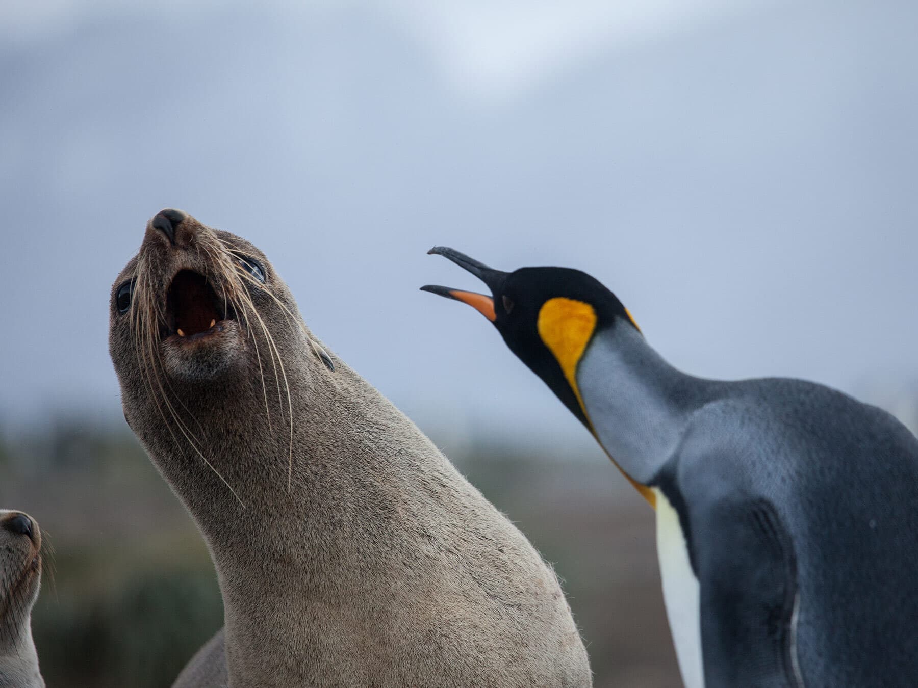 King penguin and seal