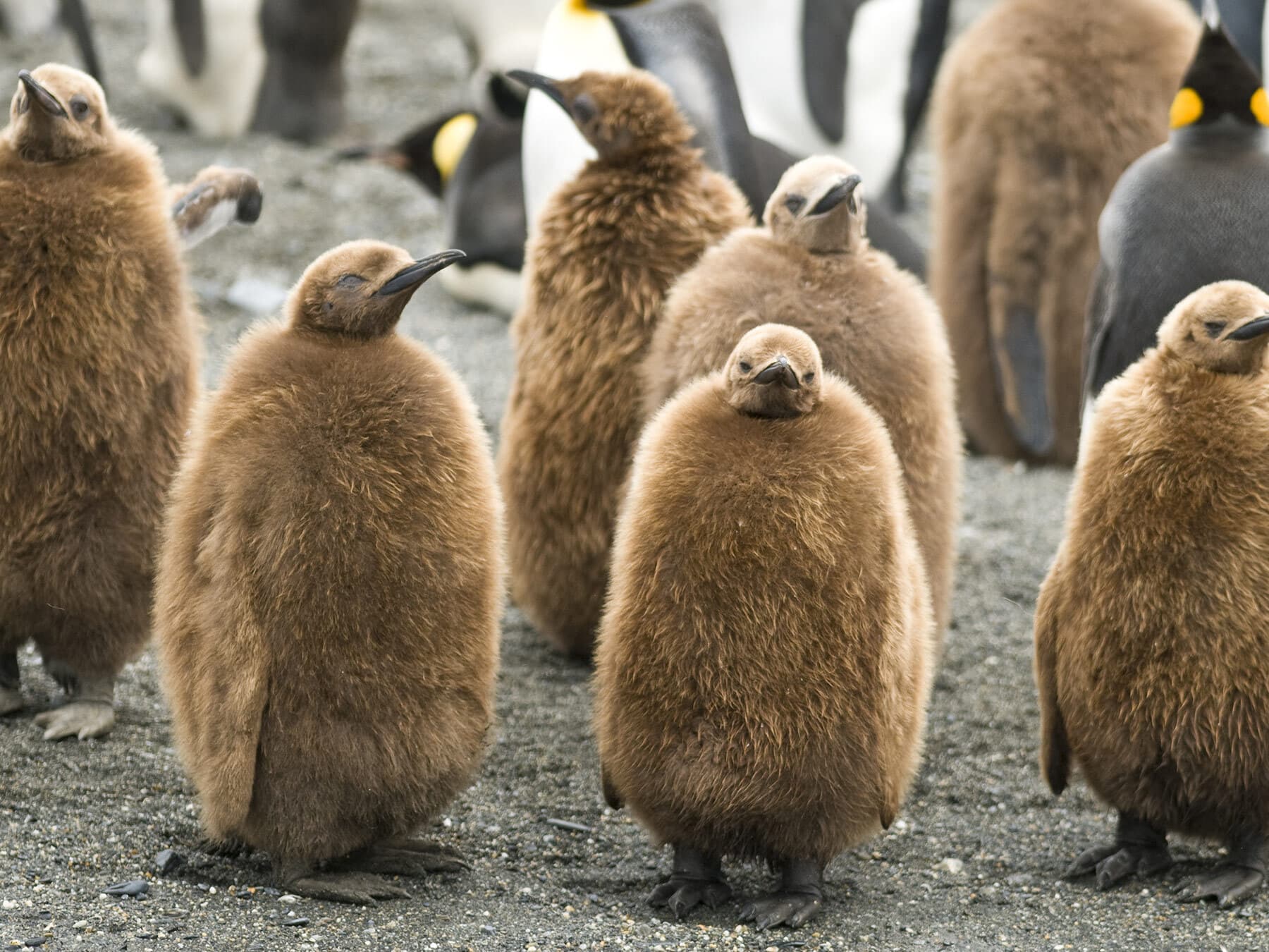 King penguin chicks