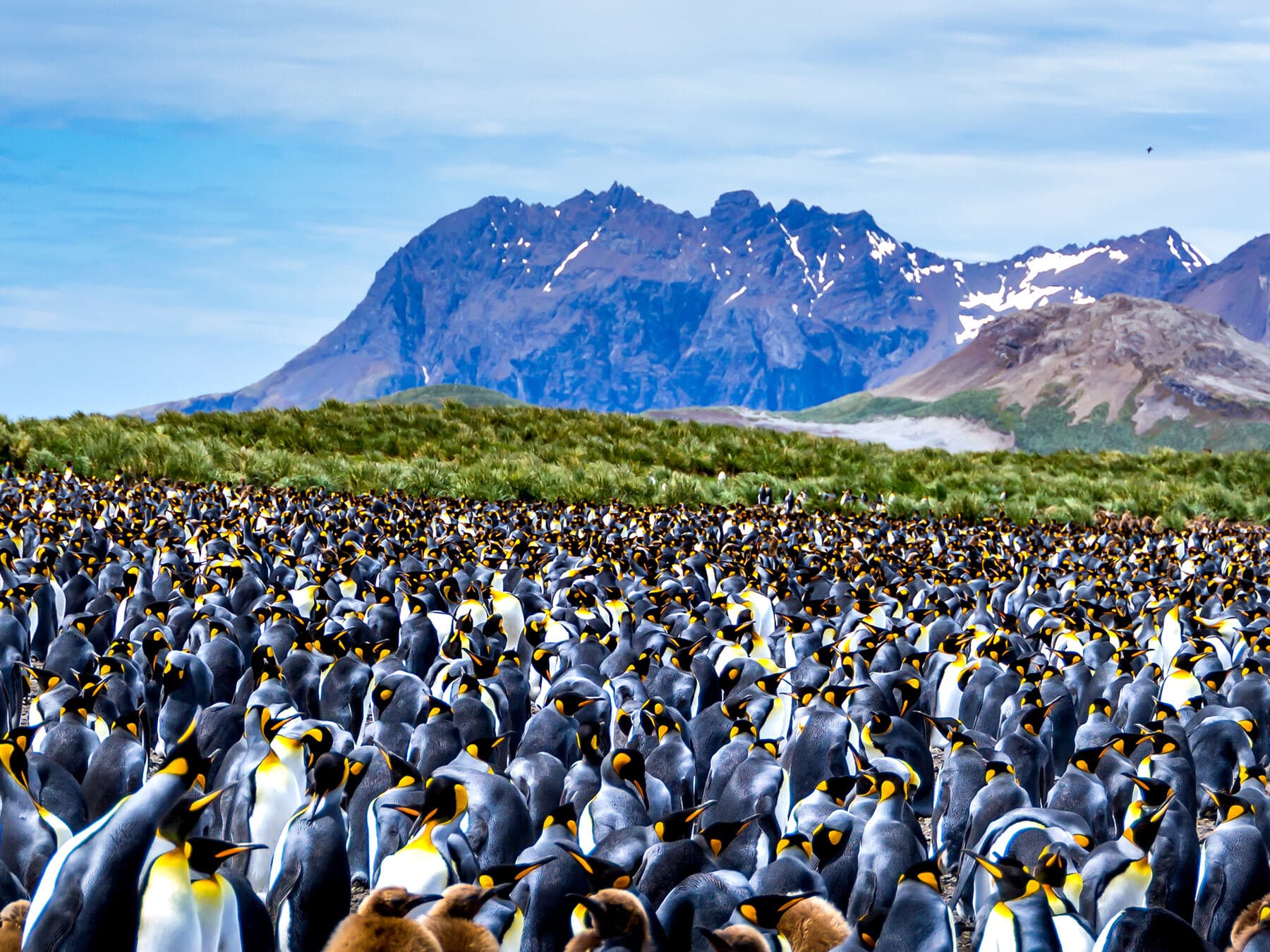 King penguin colony