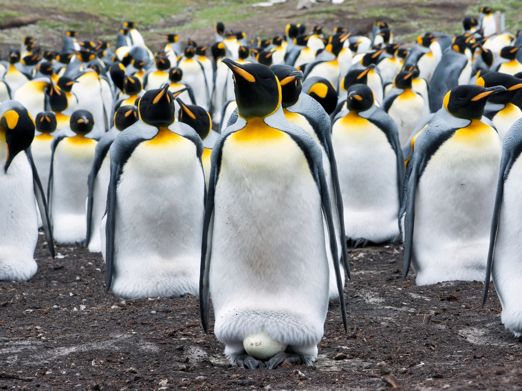 King penguin incubating egg