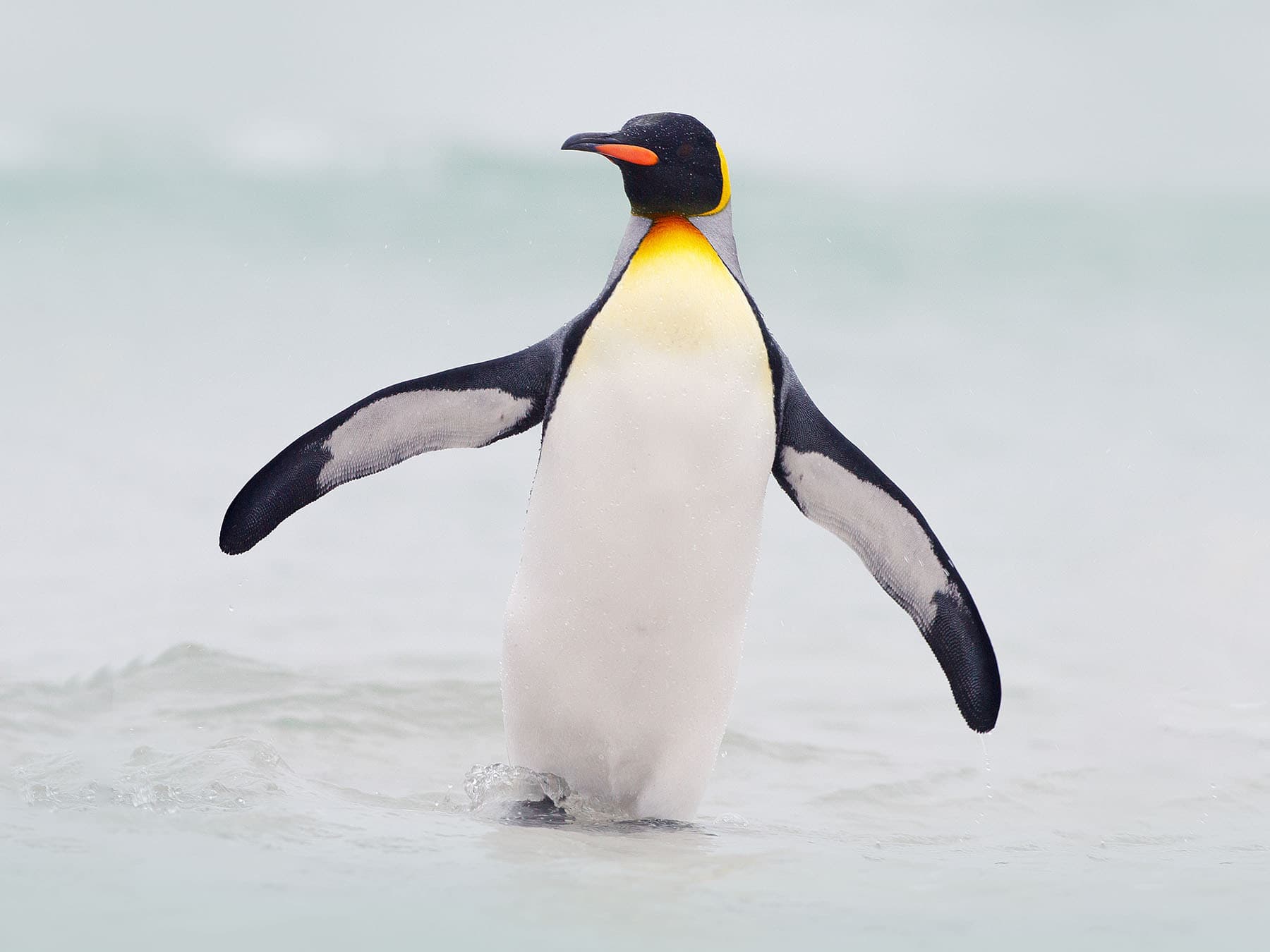 King Penguin