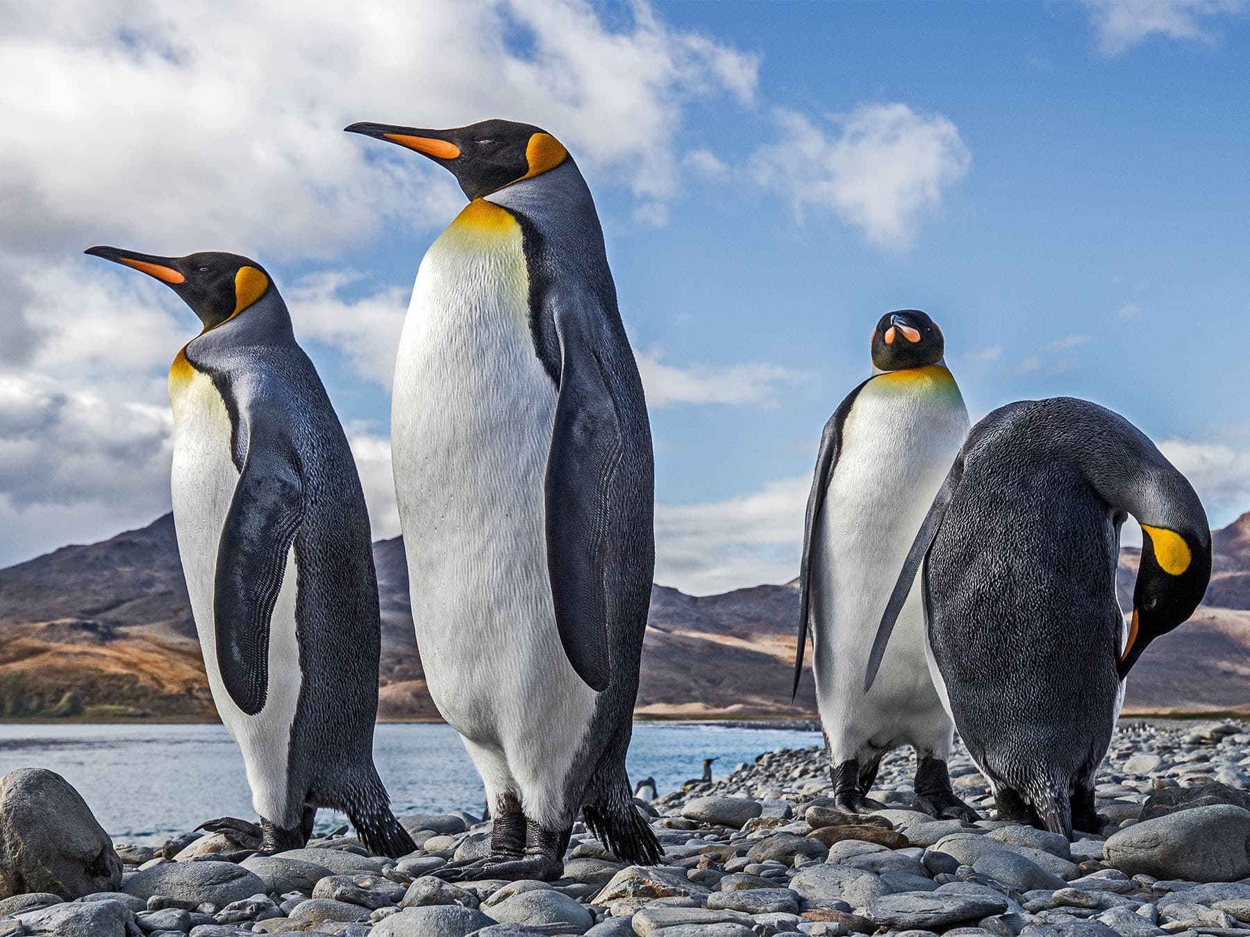 King penguins standing on shore in south georgia