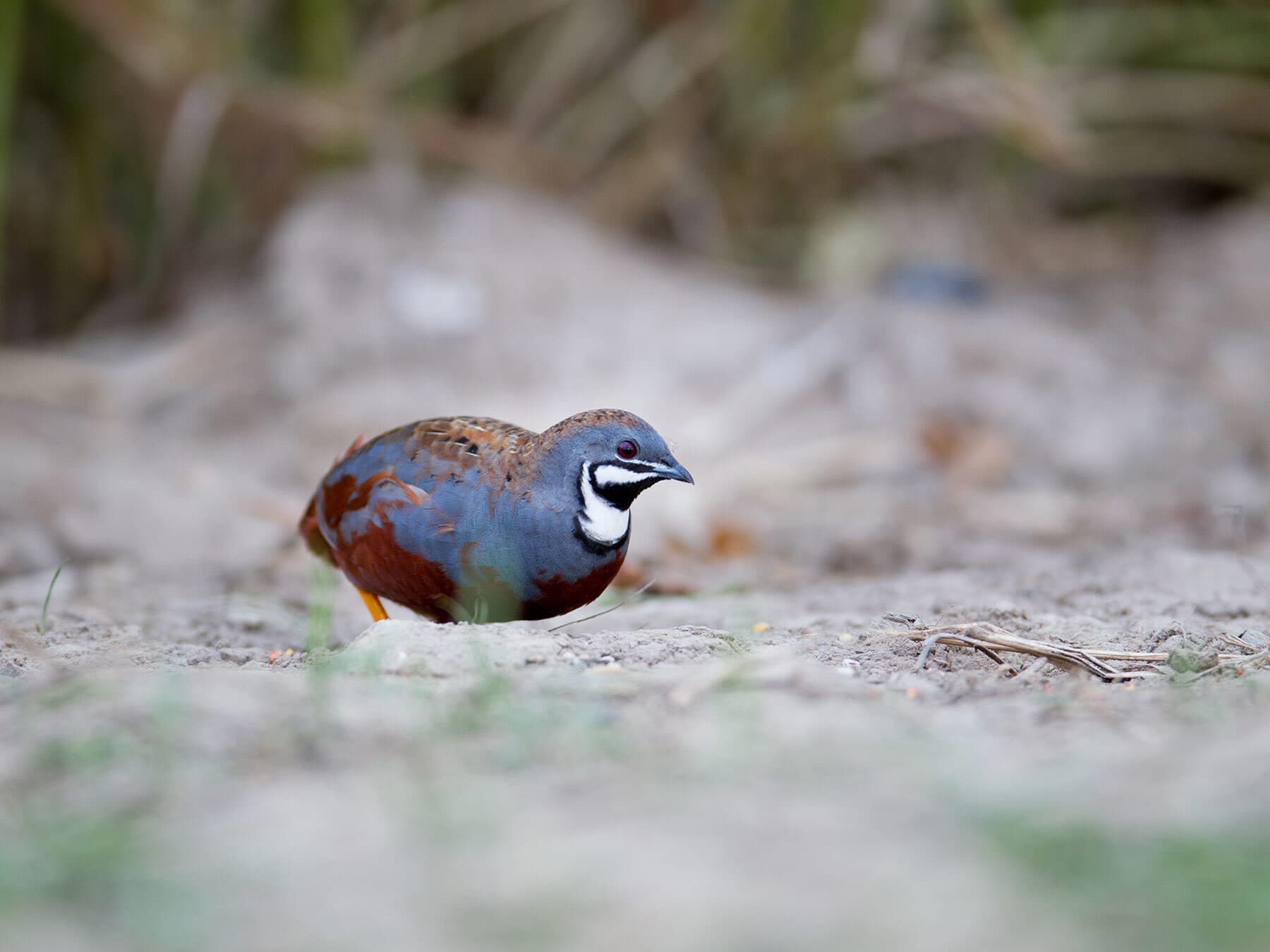 King quail lifespan